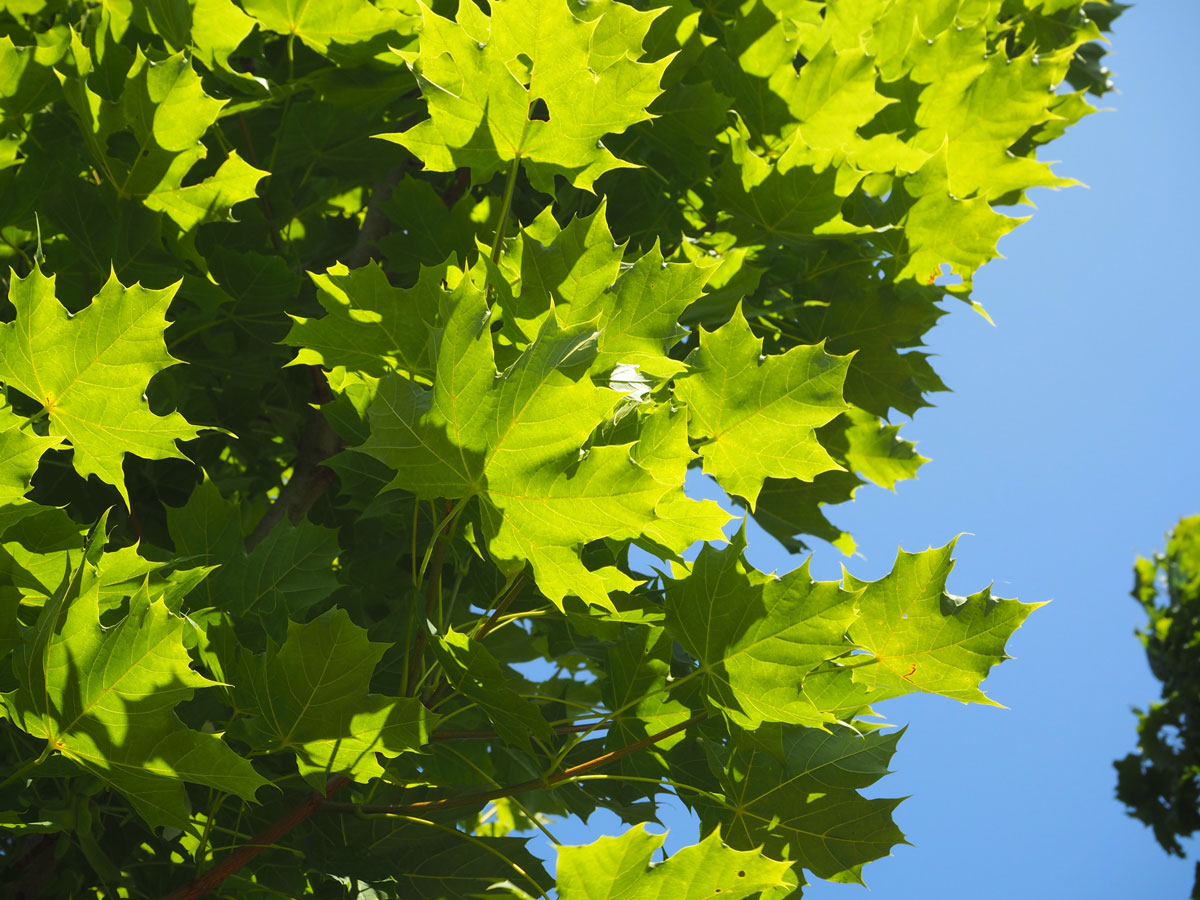 Paltin "Cleveland" 3.00 - 4.00 m / Acer platanoides "Cleveland"/ by gradina-noastra