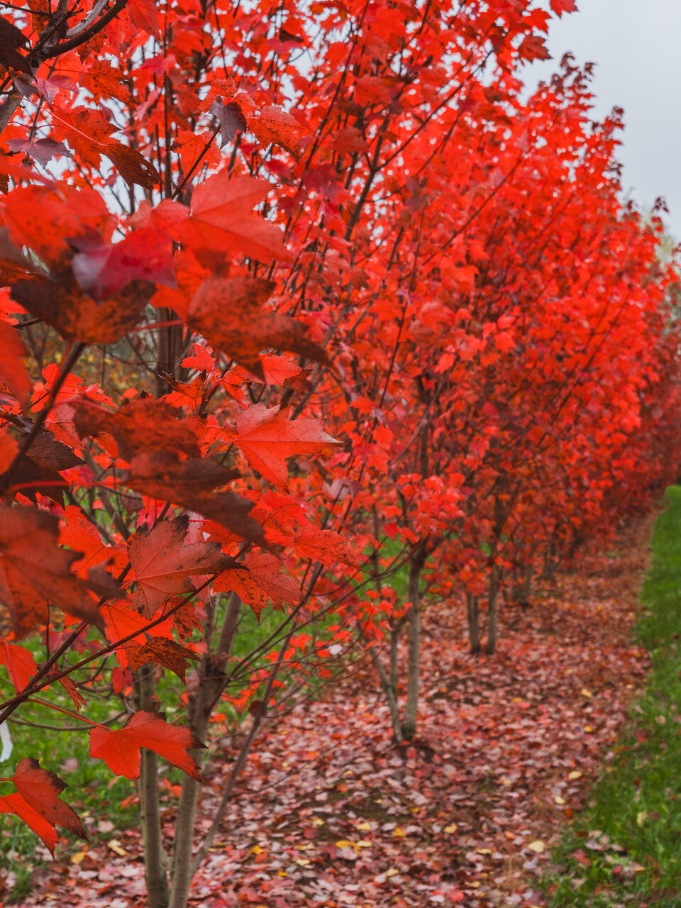 Artar rosu „Brandywine” / Acer rubrum „Brandywine” / - Gradina Noastra