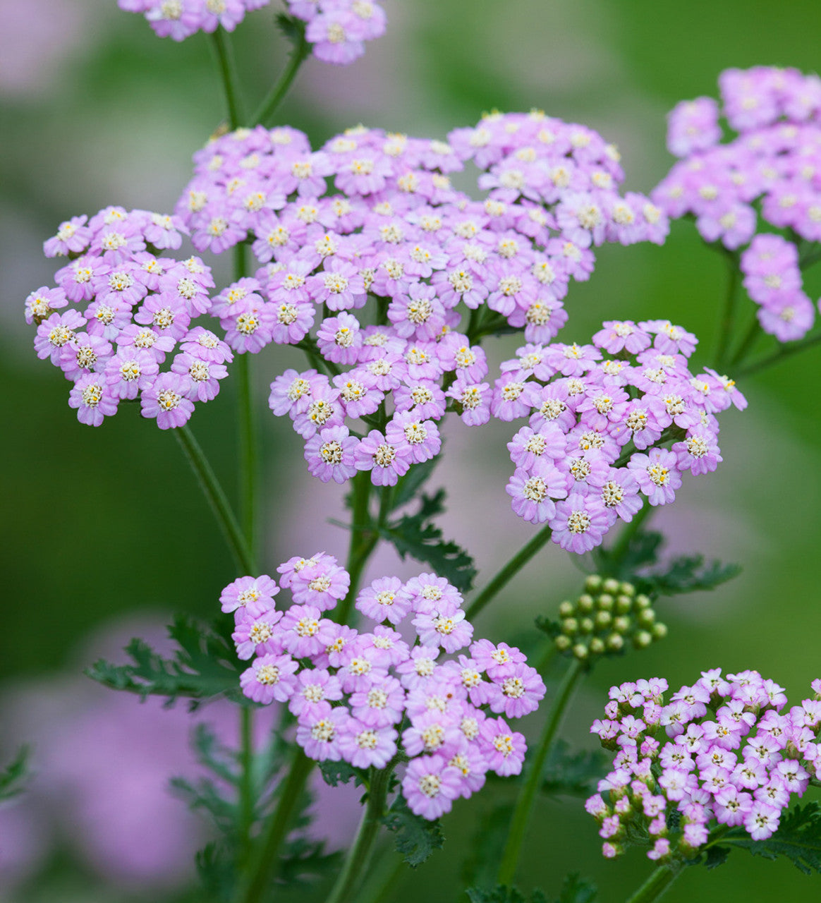 Achillea millefolium "Lilac Beauty"