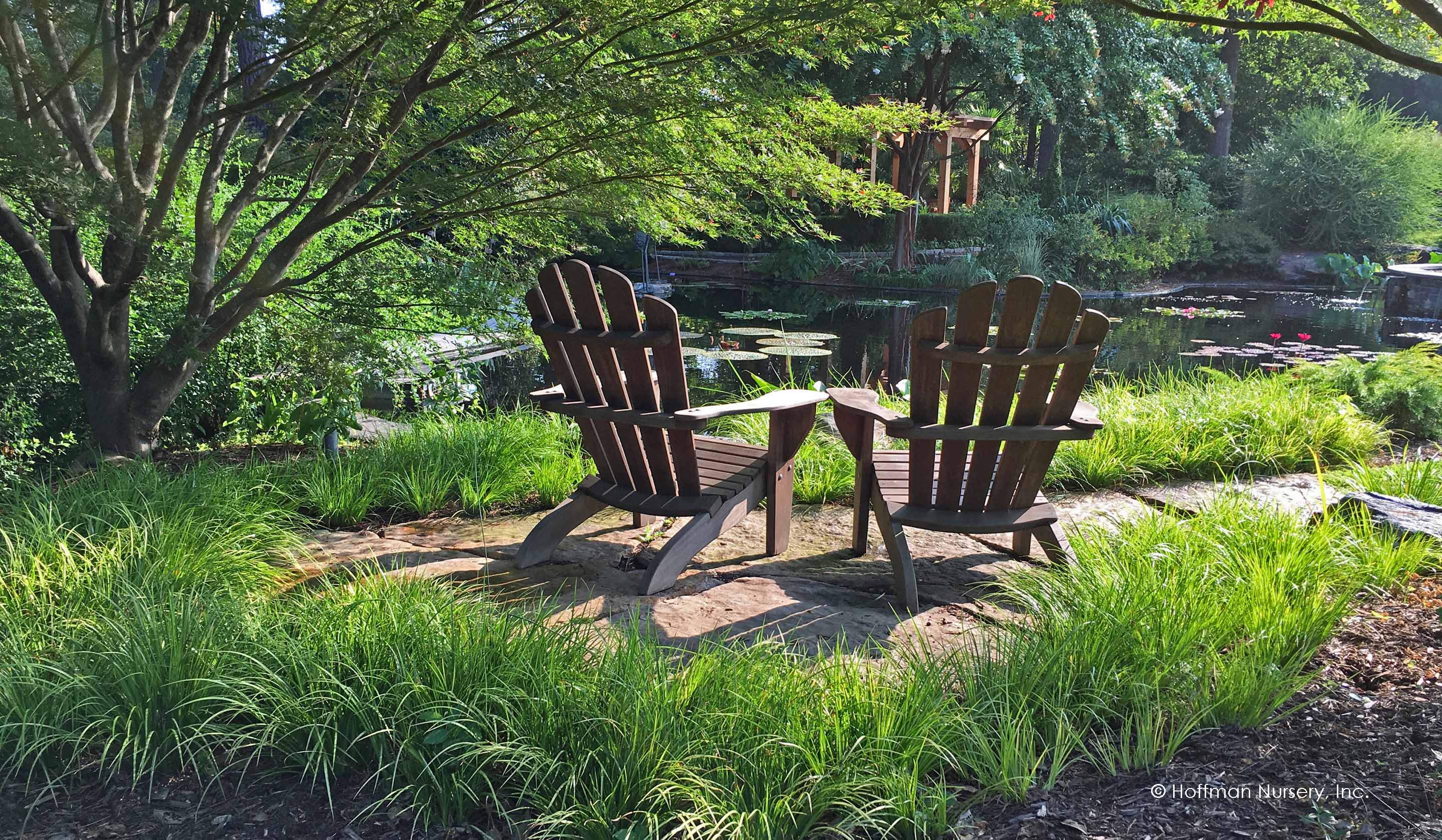 Acorus gramineus „Ogon”