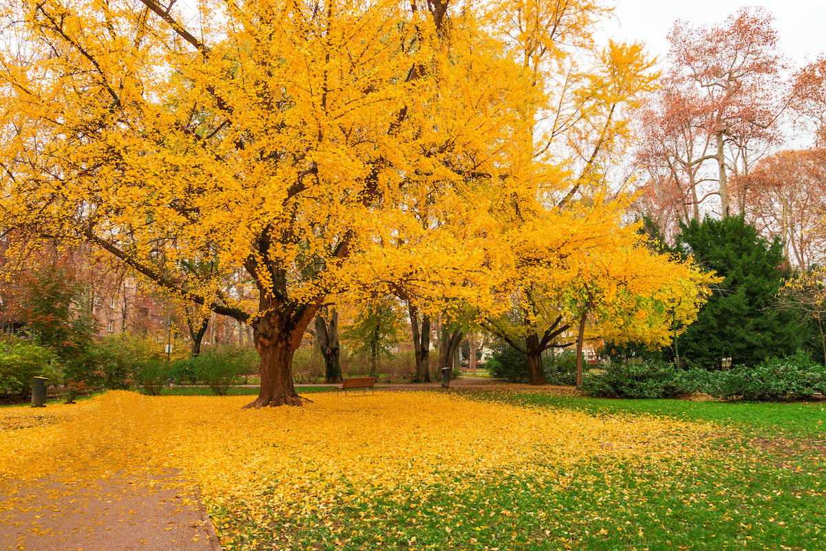 Arborele pagodelor „Autumn Gold” 2.00 - 2.50 m / Ginko biloba „Autumn Gold” / - Gradina Noastra