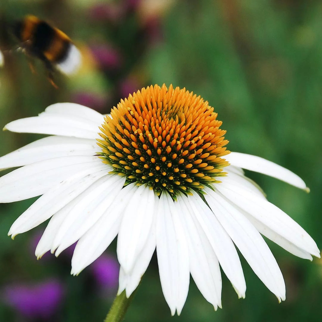 Echinacea purpurea &