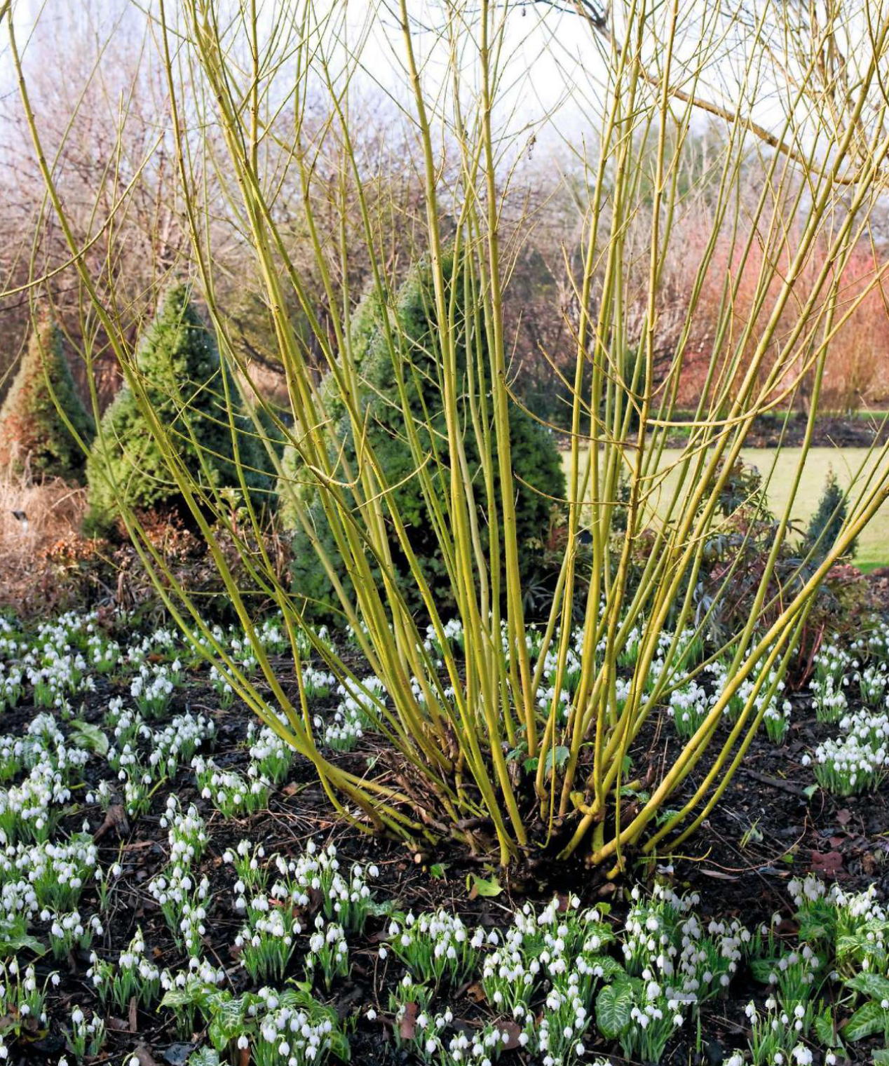 Corn „Flaviramea" / Cornus stolonifera „Flaviramea"/