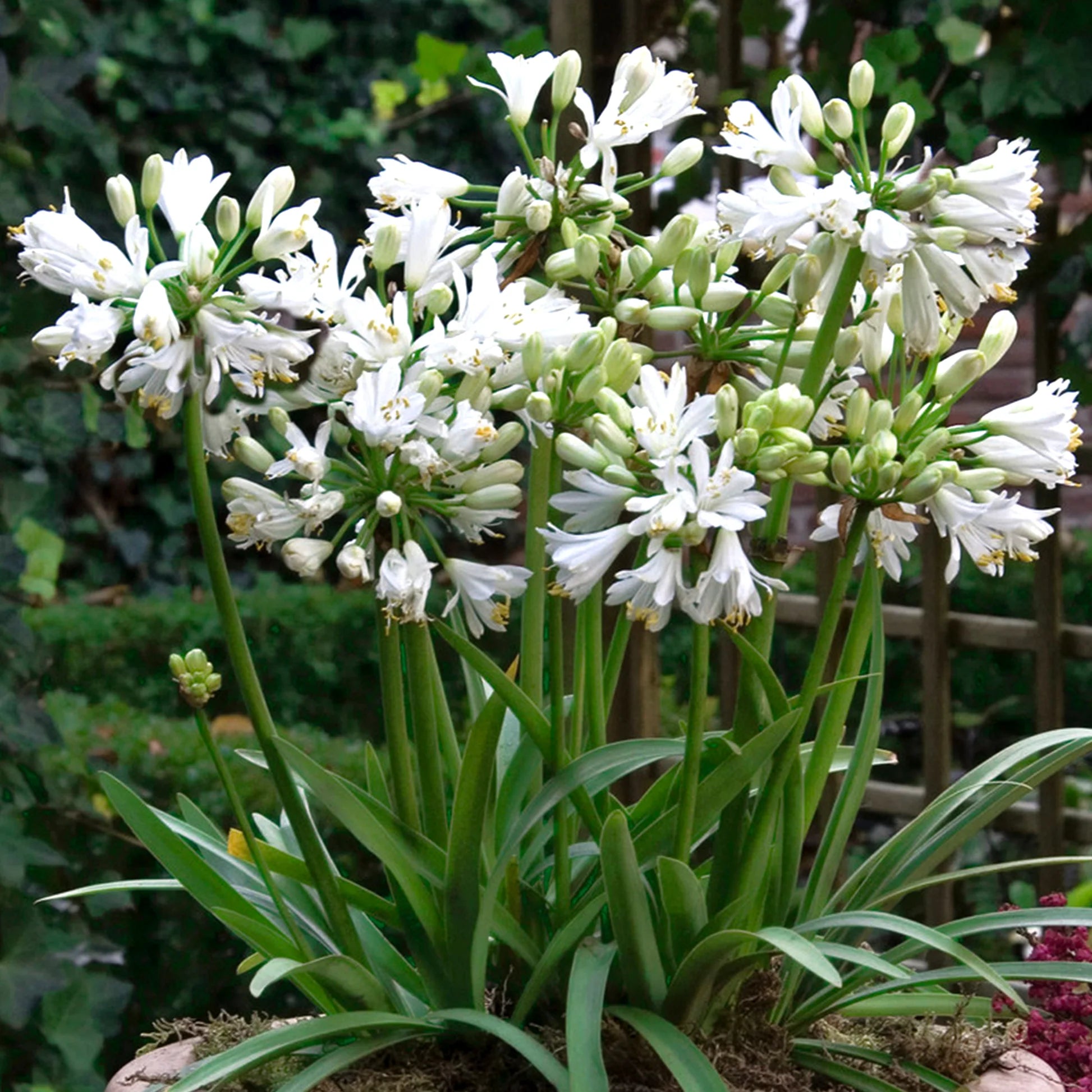 Agapanthus "Double Diamond"