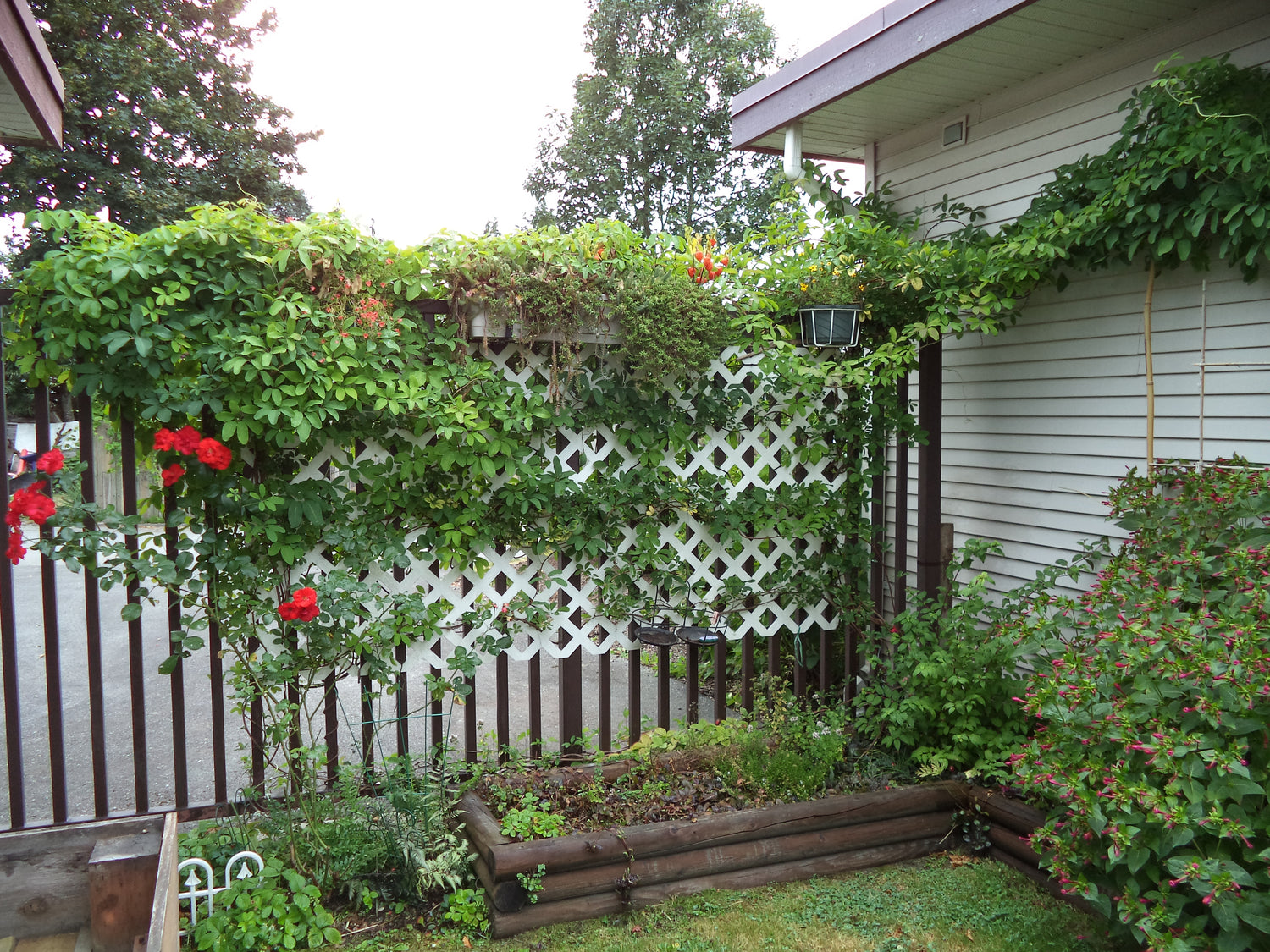 Vița de ciocolată 0.50 m / Akebia quinata / by gradina-noastra