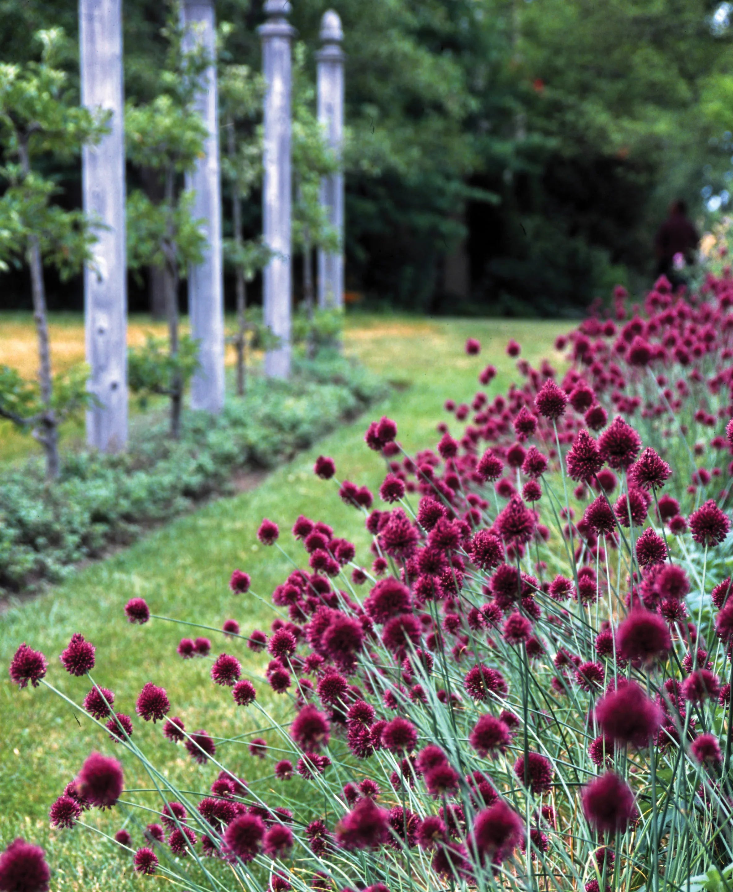 Allium sphaerocephalon