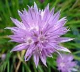 Allium schoenoprasum 0.10 - 0.20 m by Gradina Noastra