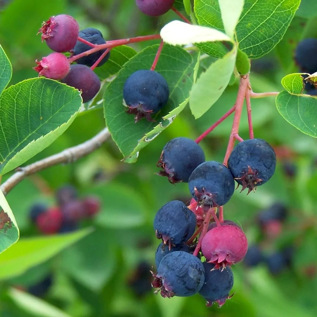 Arbore de stafide 2.00 - 2.50 m / Amelanchier lamarckii / by gradina-noastra
