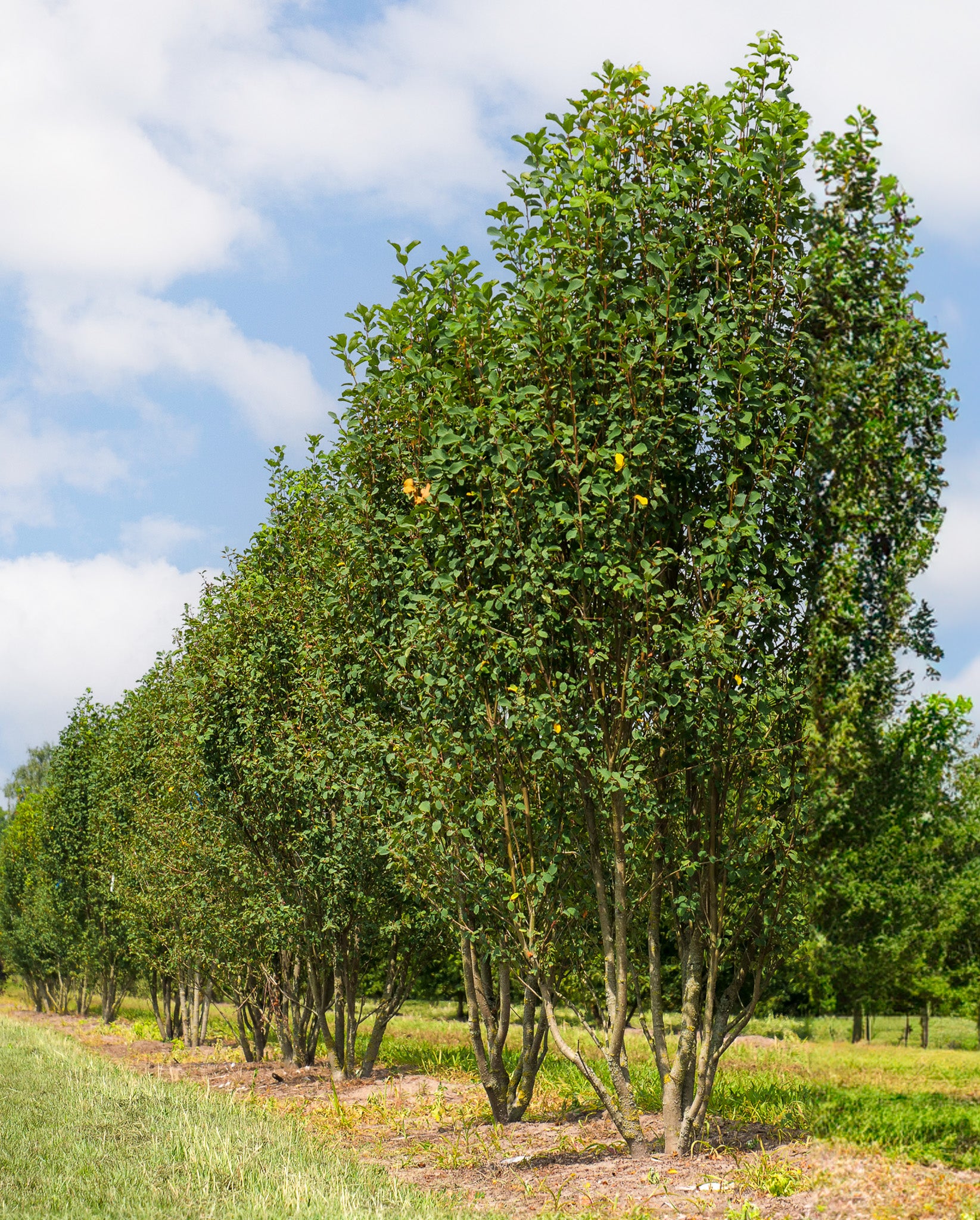 Arbore de stafide "Obelisk" 1.50 - 1.70 m / Amelanchier alnifolia "Obelisk"/ by gradina-noastra
