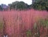 Andropogon gerardii "Red October" 0.20 - 0.30 m by gradina-noastra