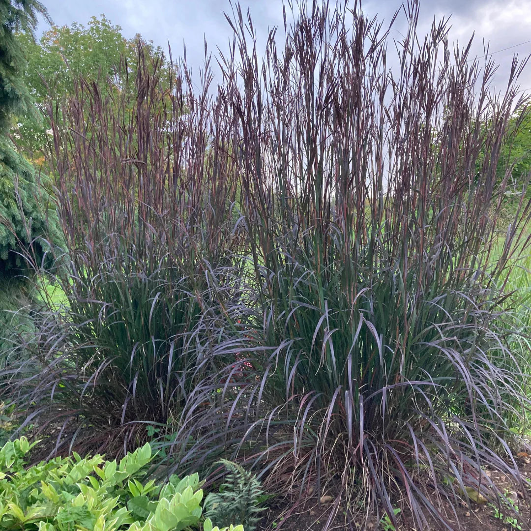 Andropogon gerardii "Red October"