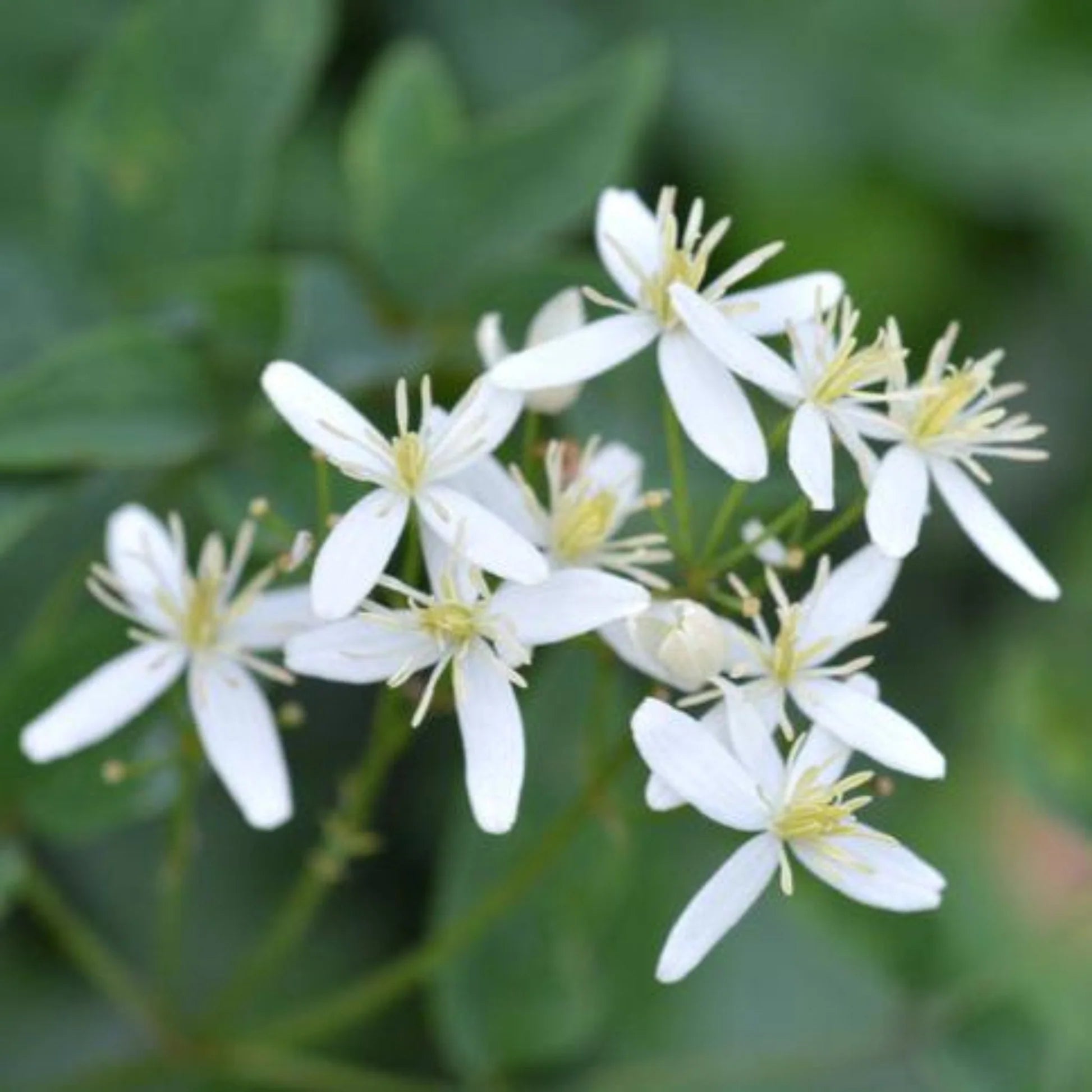 Clematis armandii by gradina-noastra