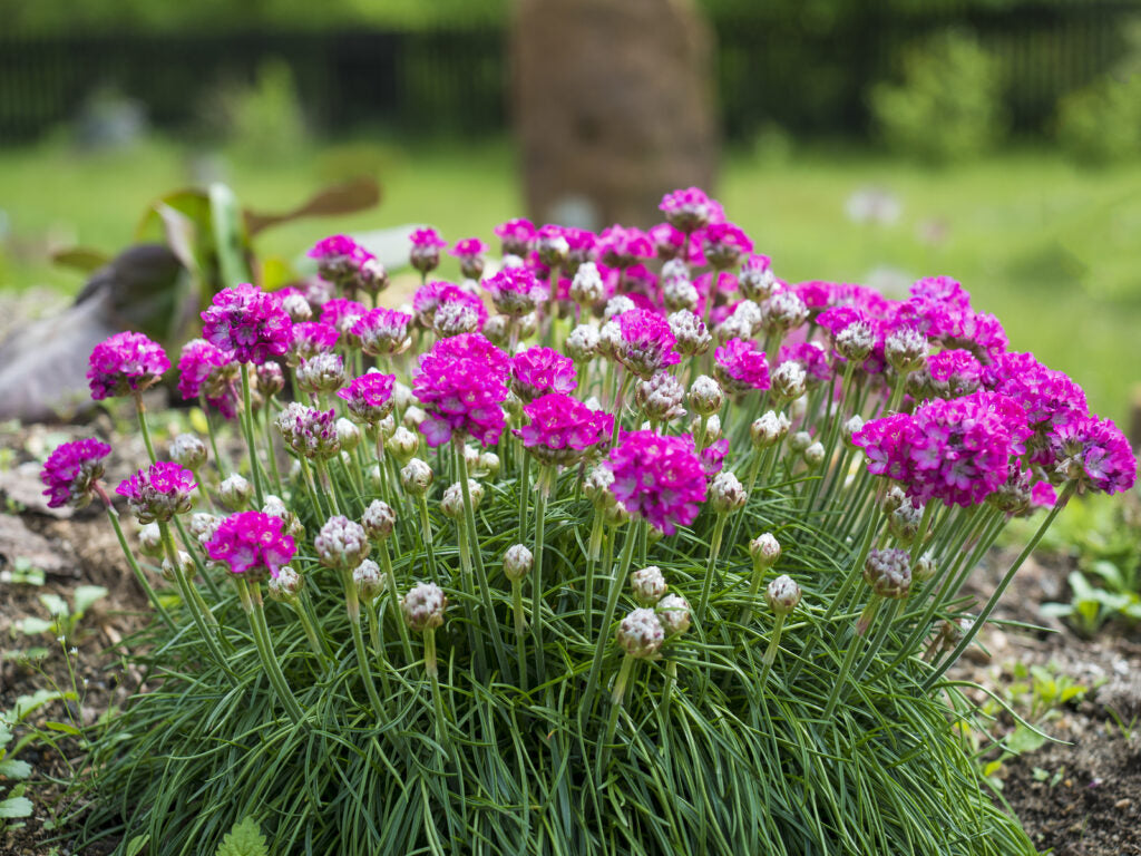 Armeria pseud. &