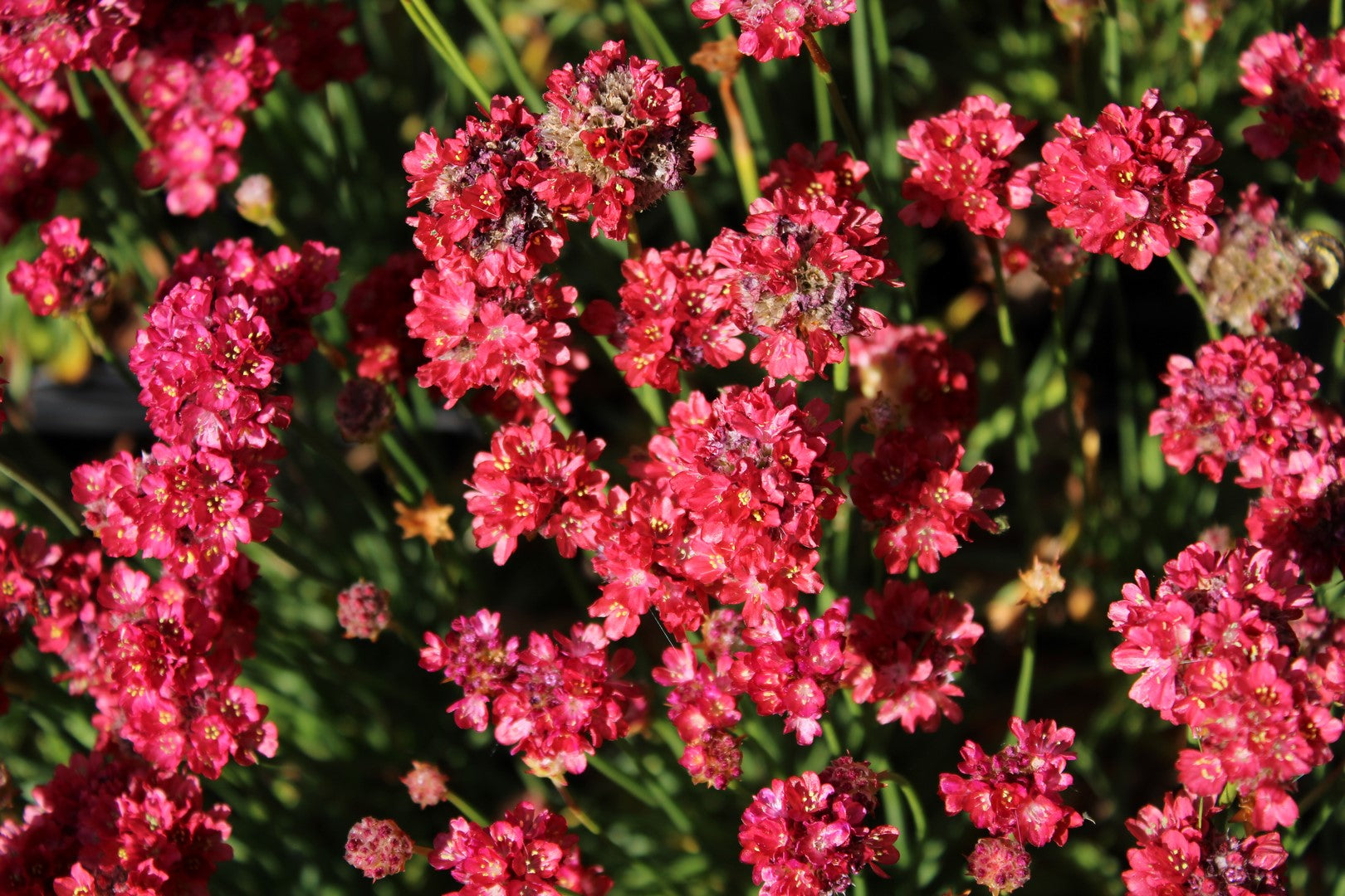 Armeria pseud. &