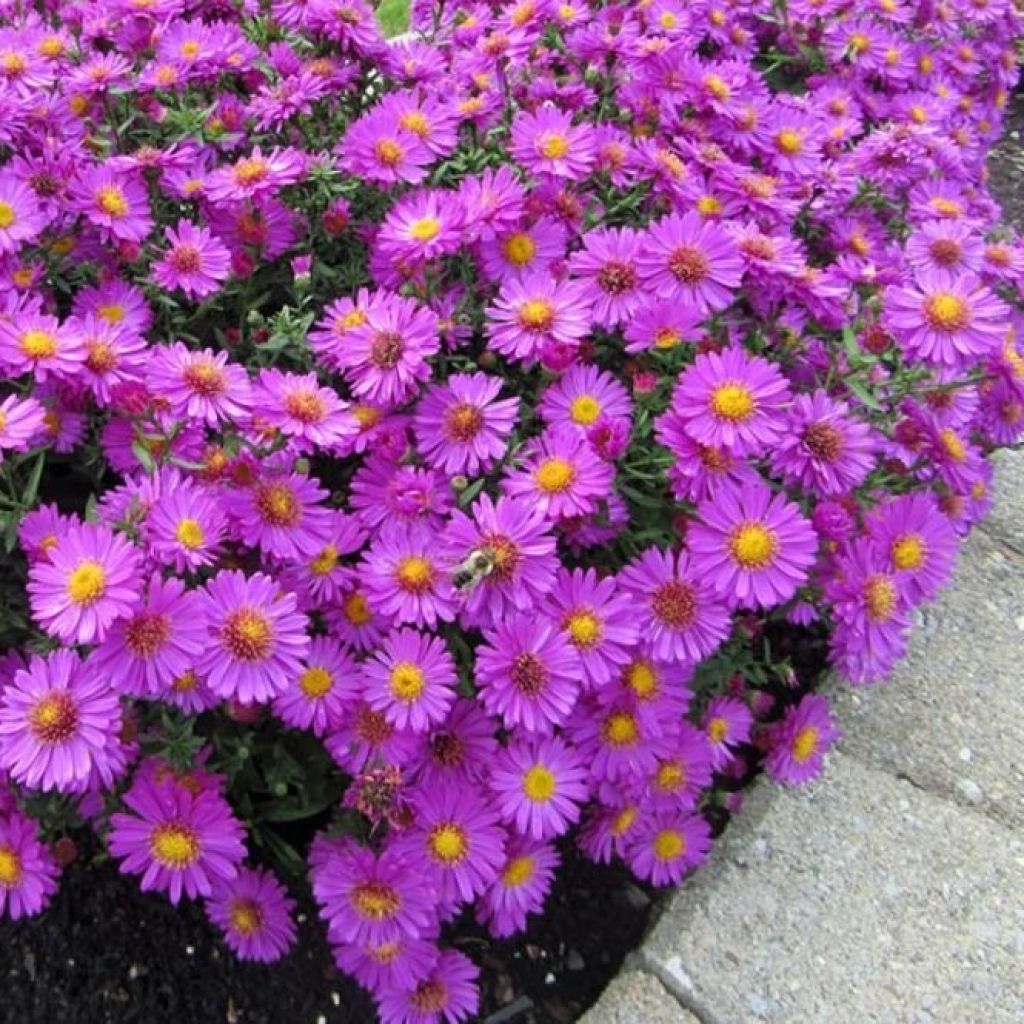 Aster dumosus &