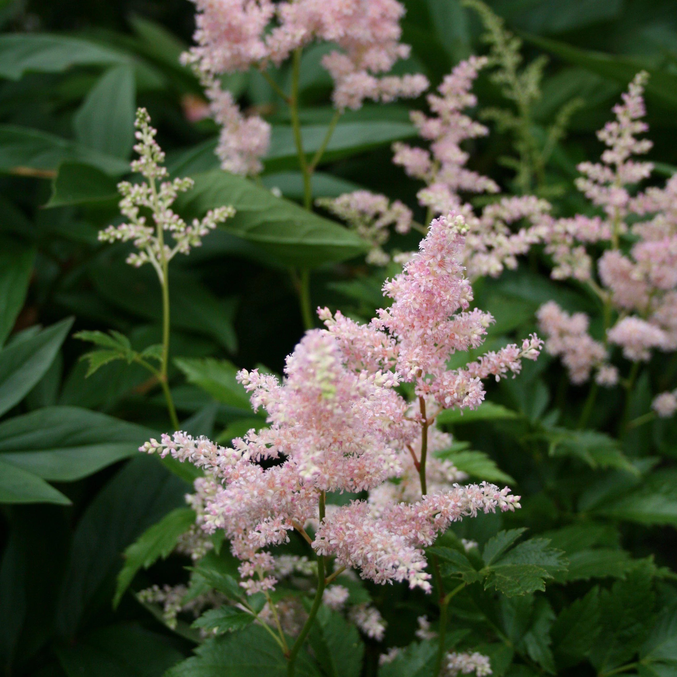 Astilbe "Europa" by Gradina Noastra
