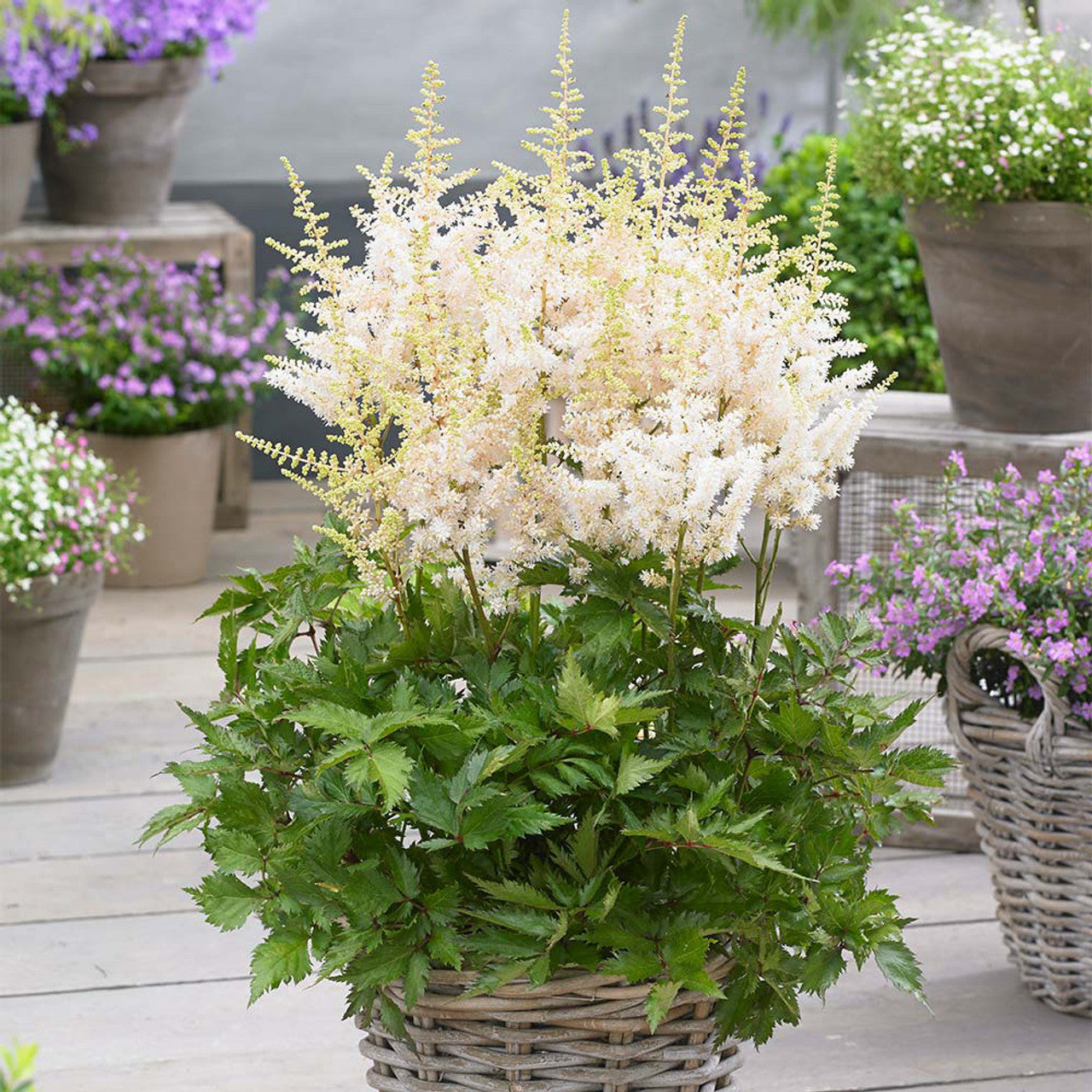 Astilbe chinensis "Vision in White" by gradina-noastra