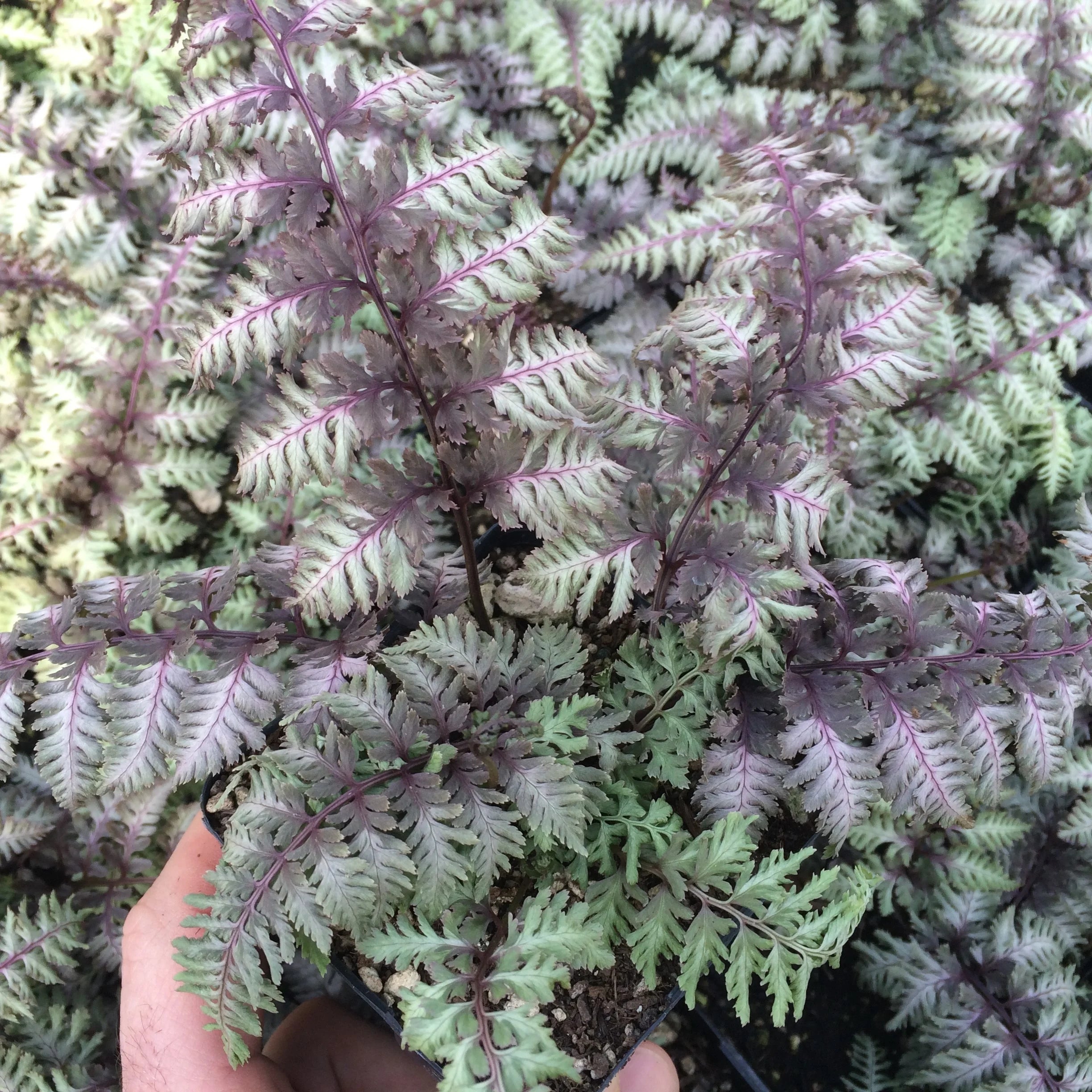 Athyrium niponicum "Burgundy Lace"