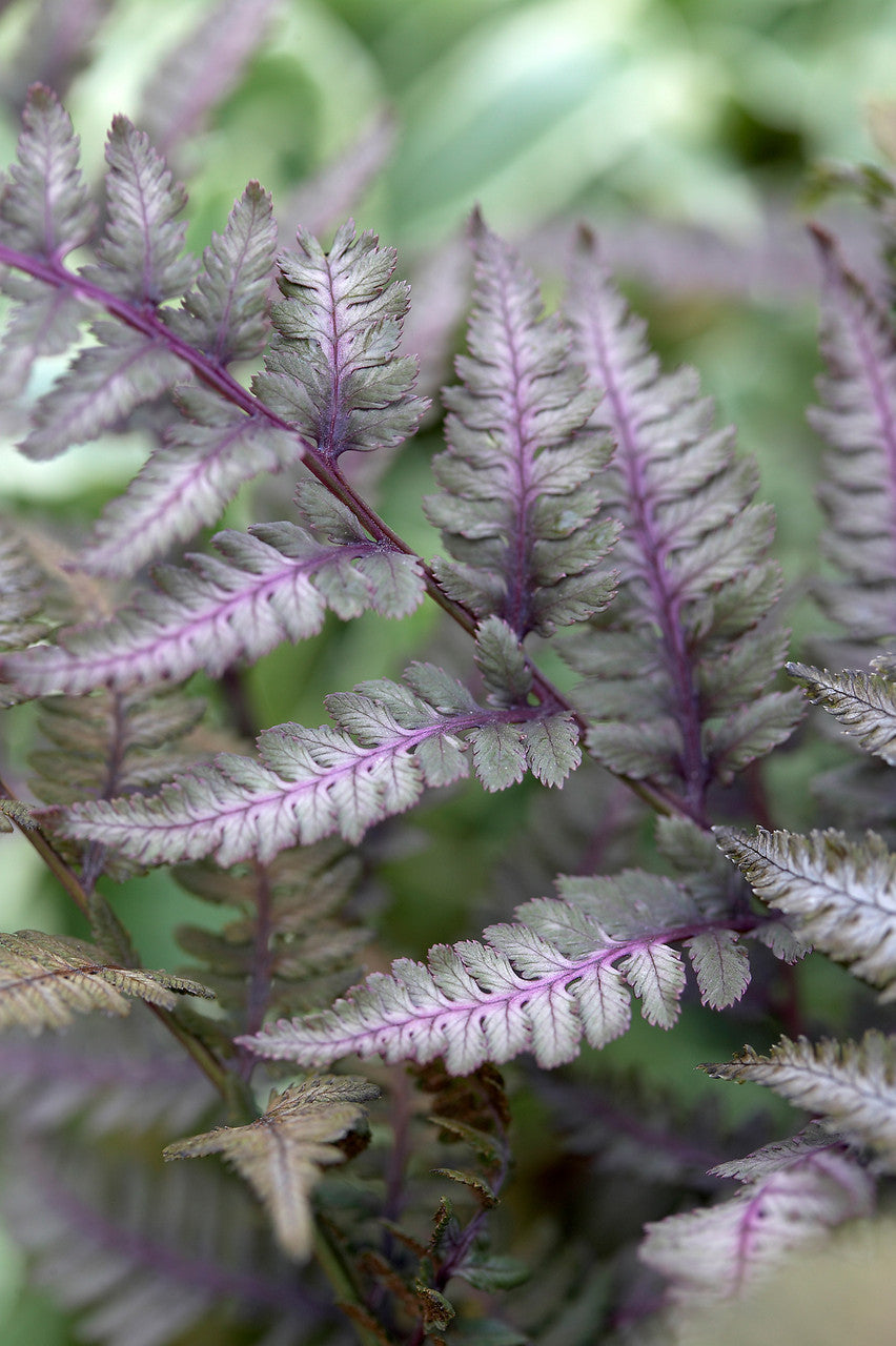 Athyrium niponicum "Burgundy Lace"