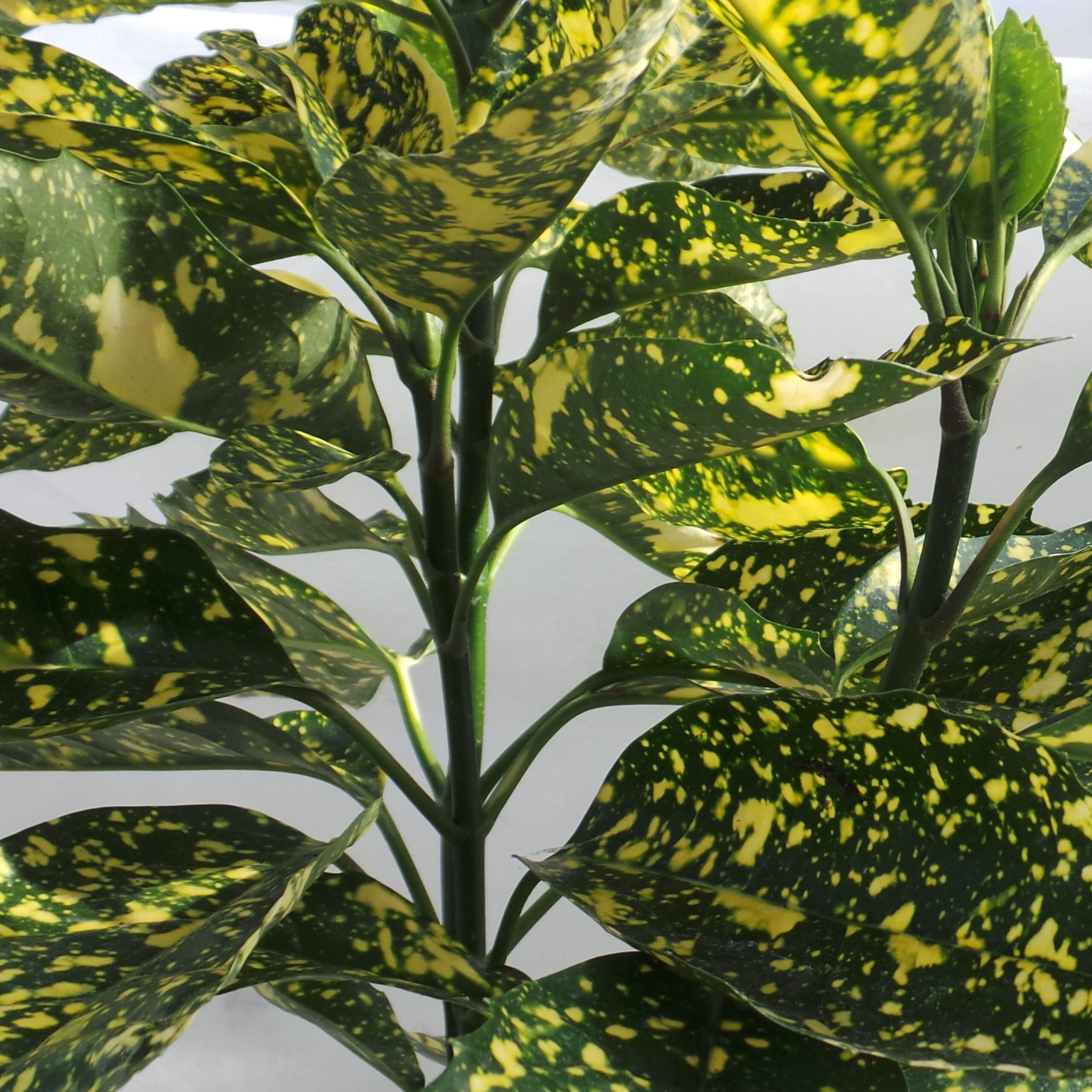 Pom de aur "Crotonifolia Gold" / Aucuba japonica "Crotonifolia Gold" /