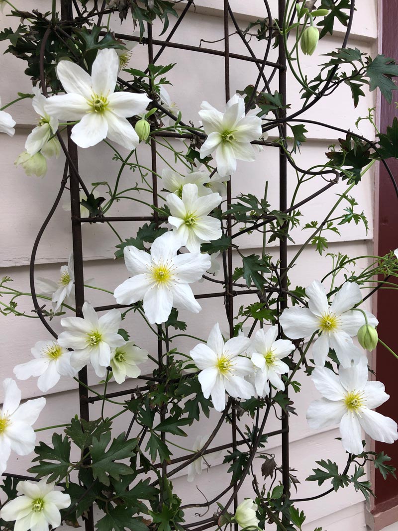Clematis cartmanii "Avalanche" by gradina-noastra