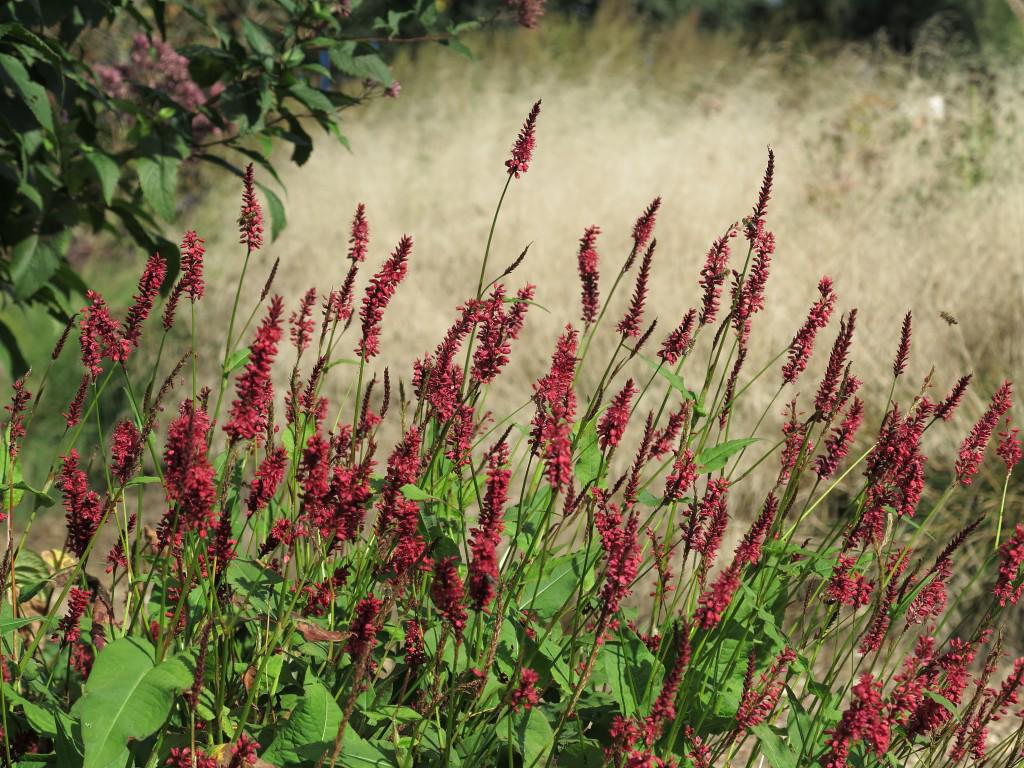 Persicaria amplexicaulis &