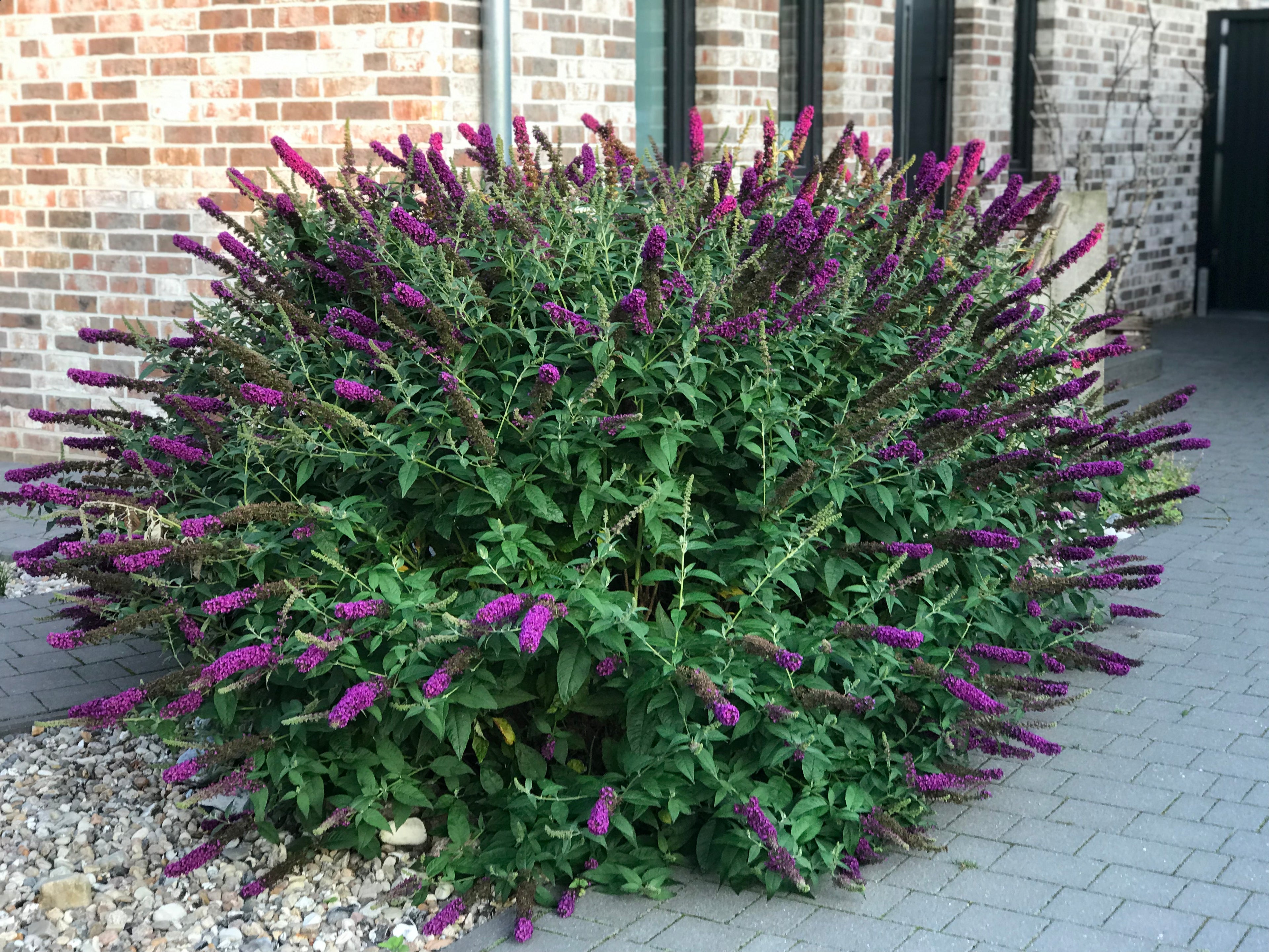 Liliac de vara "Blue Chip Jr." / Buddleja davidii "Blue Chip Jr."/