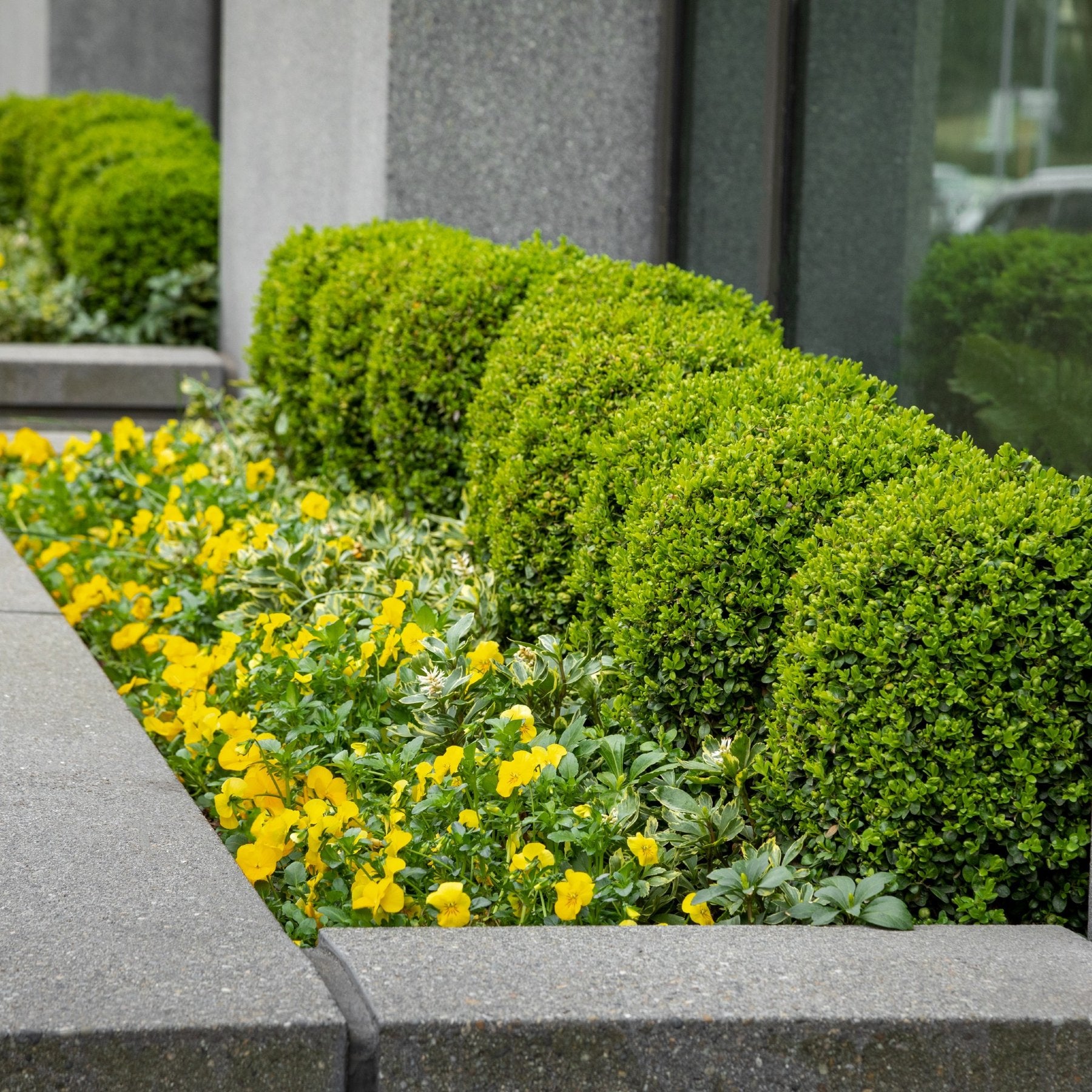 Buxus "Faulkner" tufa / Buxus microphylla"Faulkner"/