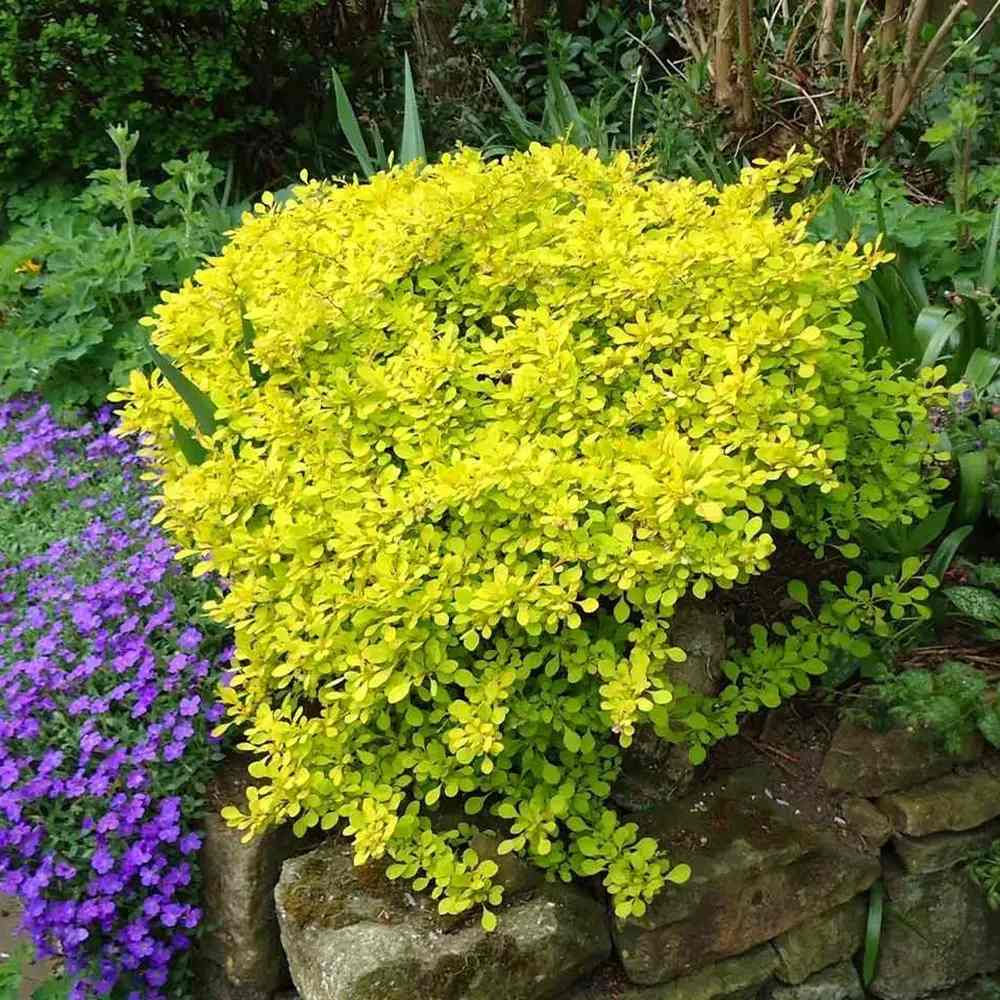 Dracila "Lime Star" galben / Berberis thunbergii "Lime Star"/ - Gradina Noastra