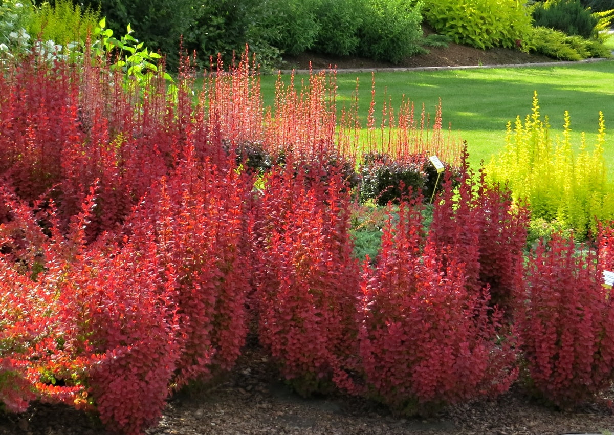 Dracila "Orange Ice" / Berberis thunbergii "Orange Ice"/