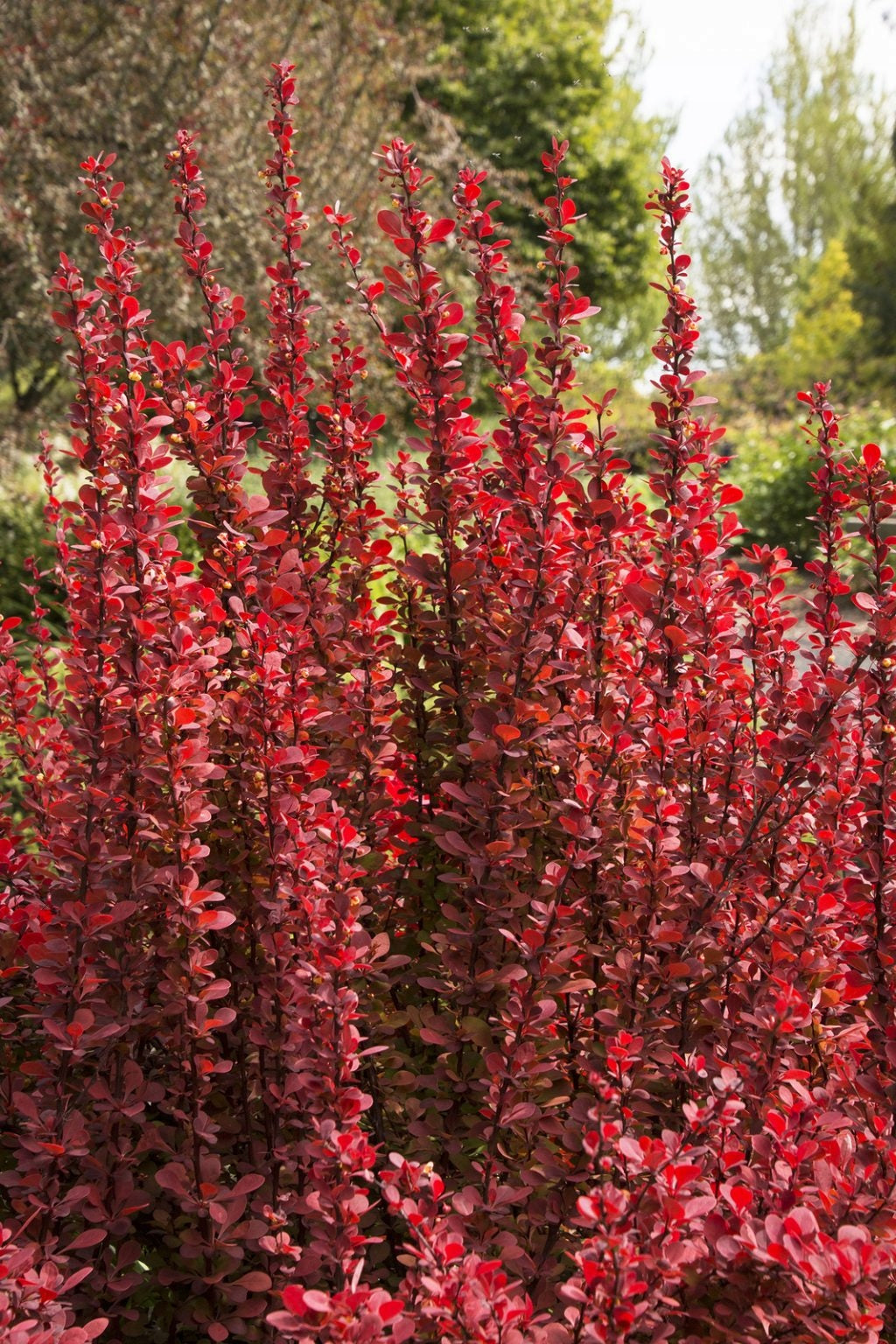 Dracila "Red Tower " /Berberis thunbergii "Red Tower"/ by gradina-noastra