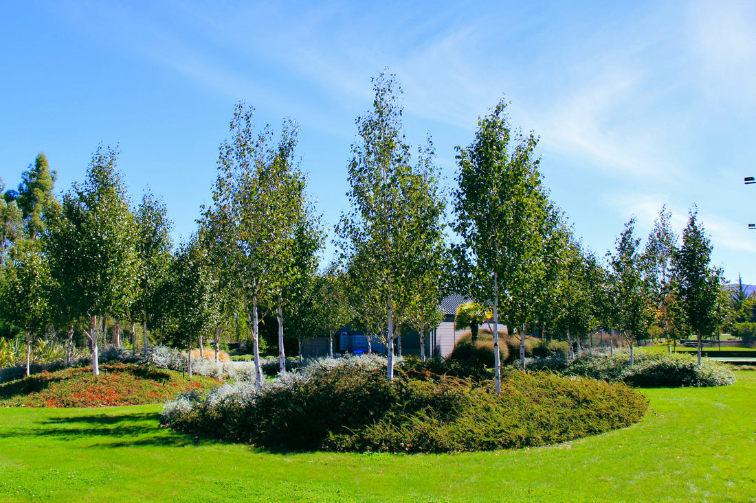 Mesteacan "Doorenbos" / Betula utilis "Doorenbos "/