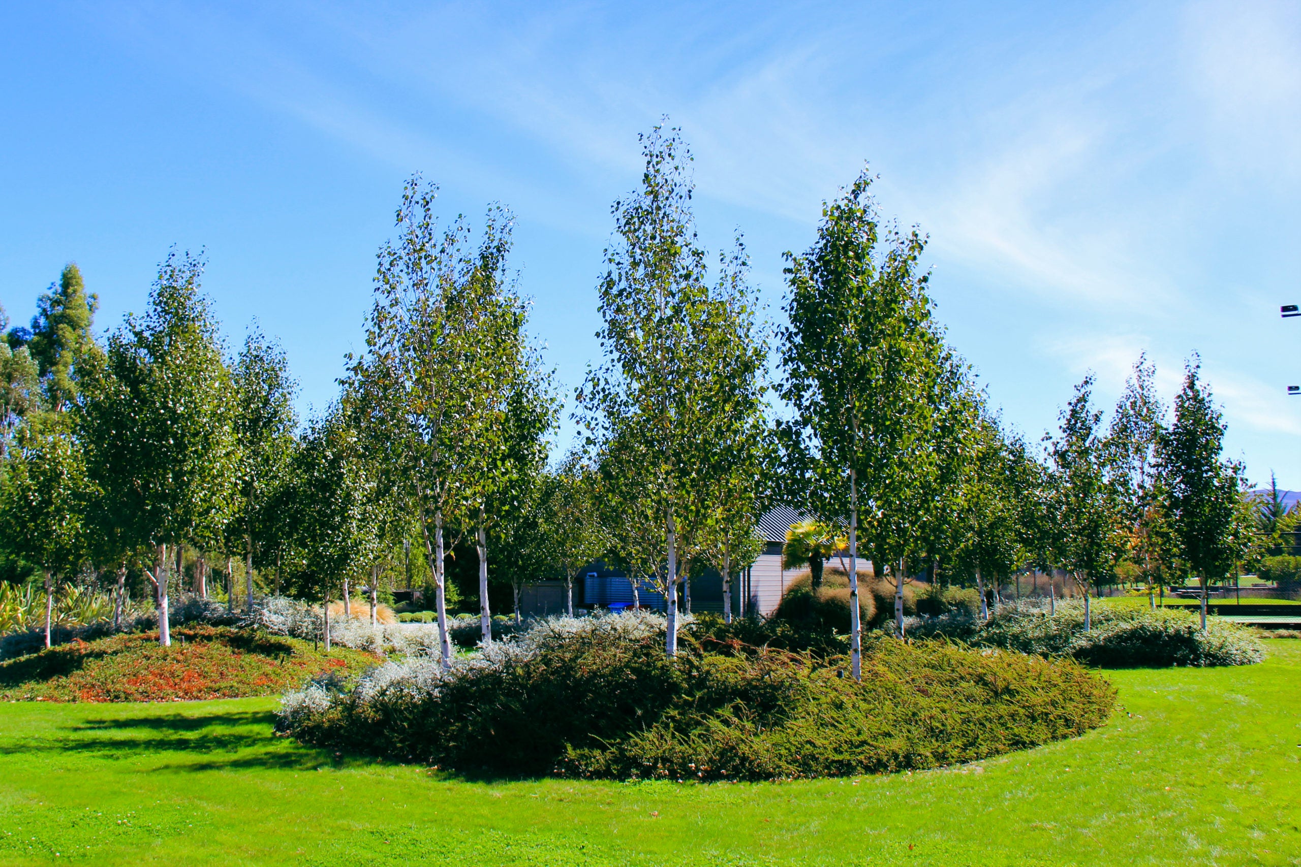 Mesteacan "Doorenbos" / Betula utilis "Doorenbos "/