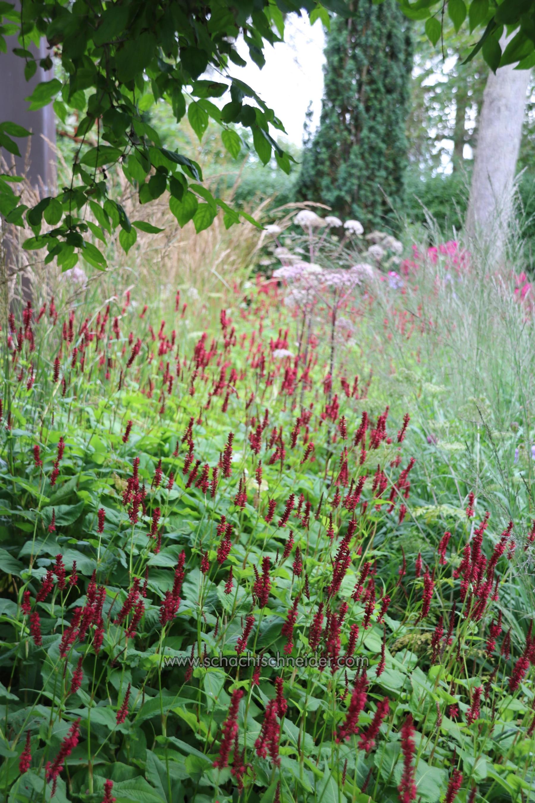 Persicaria amplexicaulis &