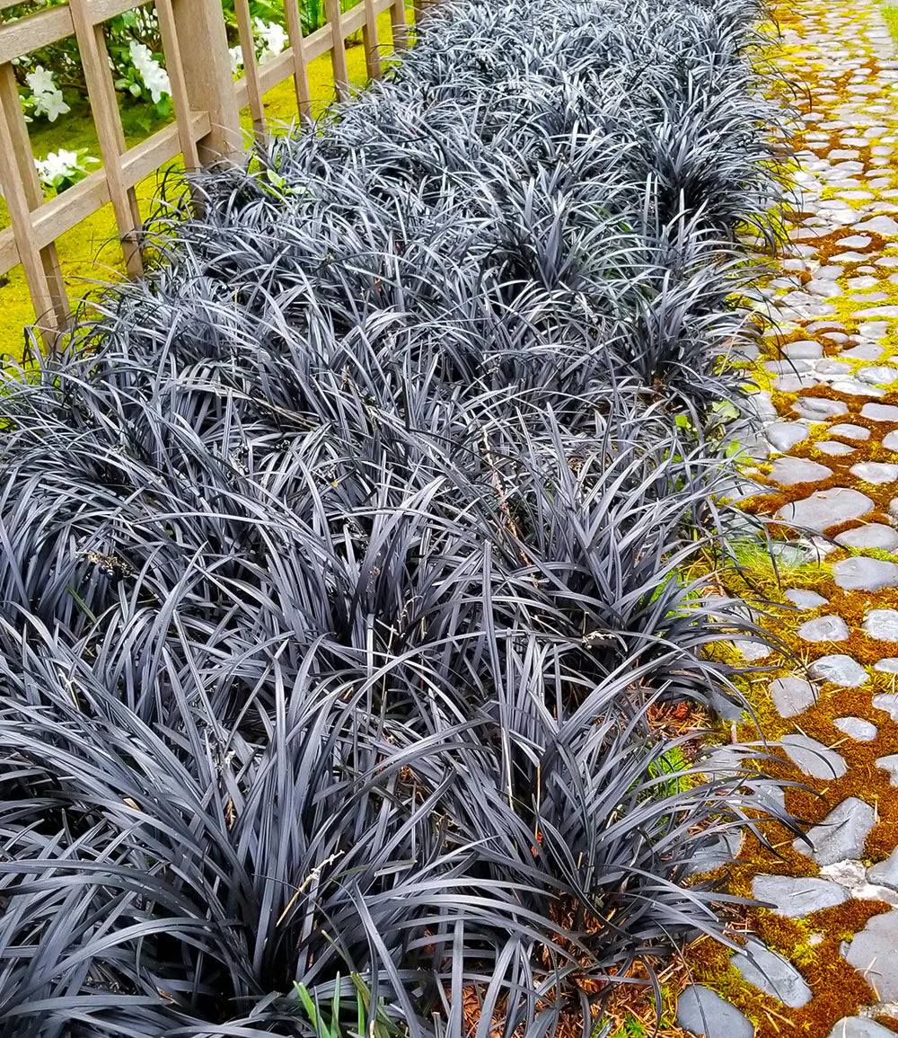 Ophiopogon planiscapus &