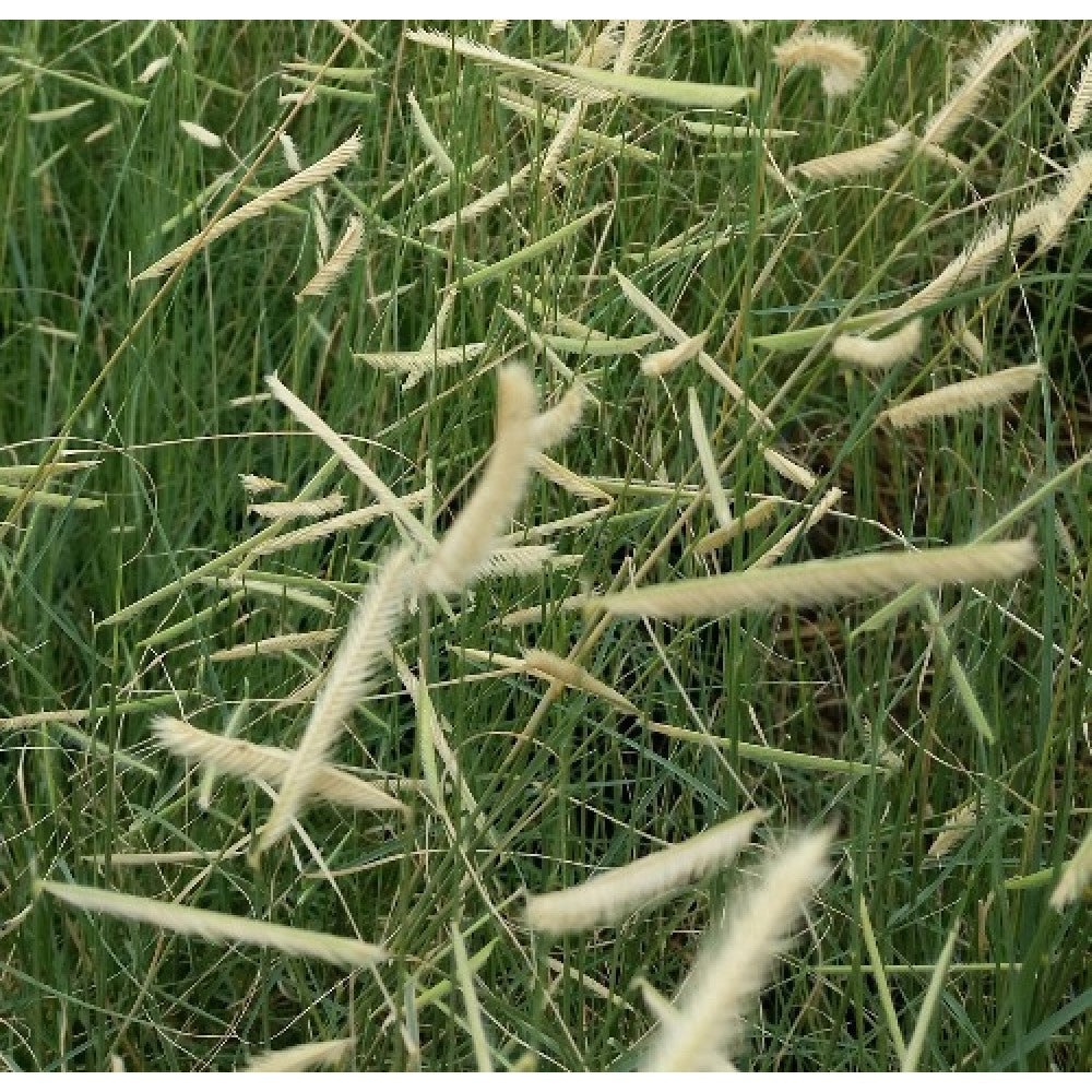 Bouteloua gracilis