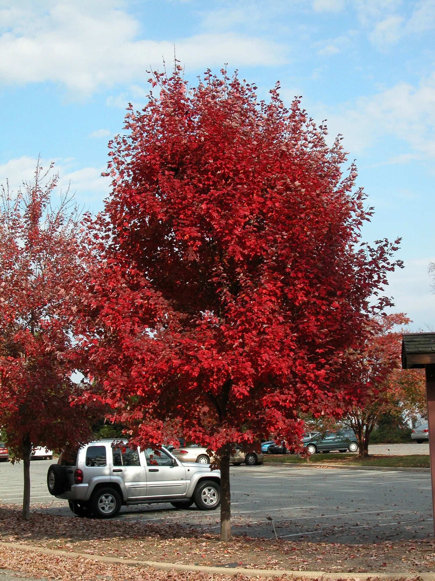 Artar rosu „Brandywine” / Acer rubrum „Brandywine” / - Gradina Noastra