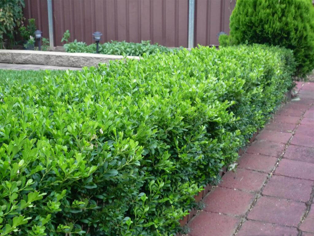 Buxus "Faulkner" tufa / Buxus microphylla"Faulkner"/