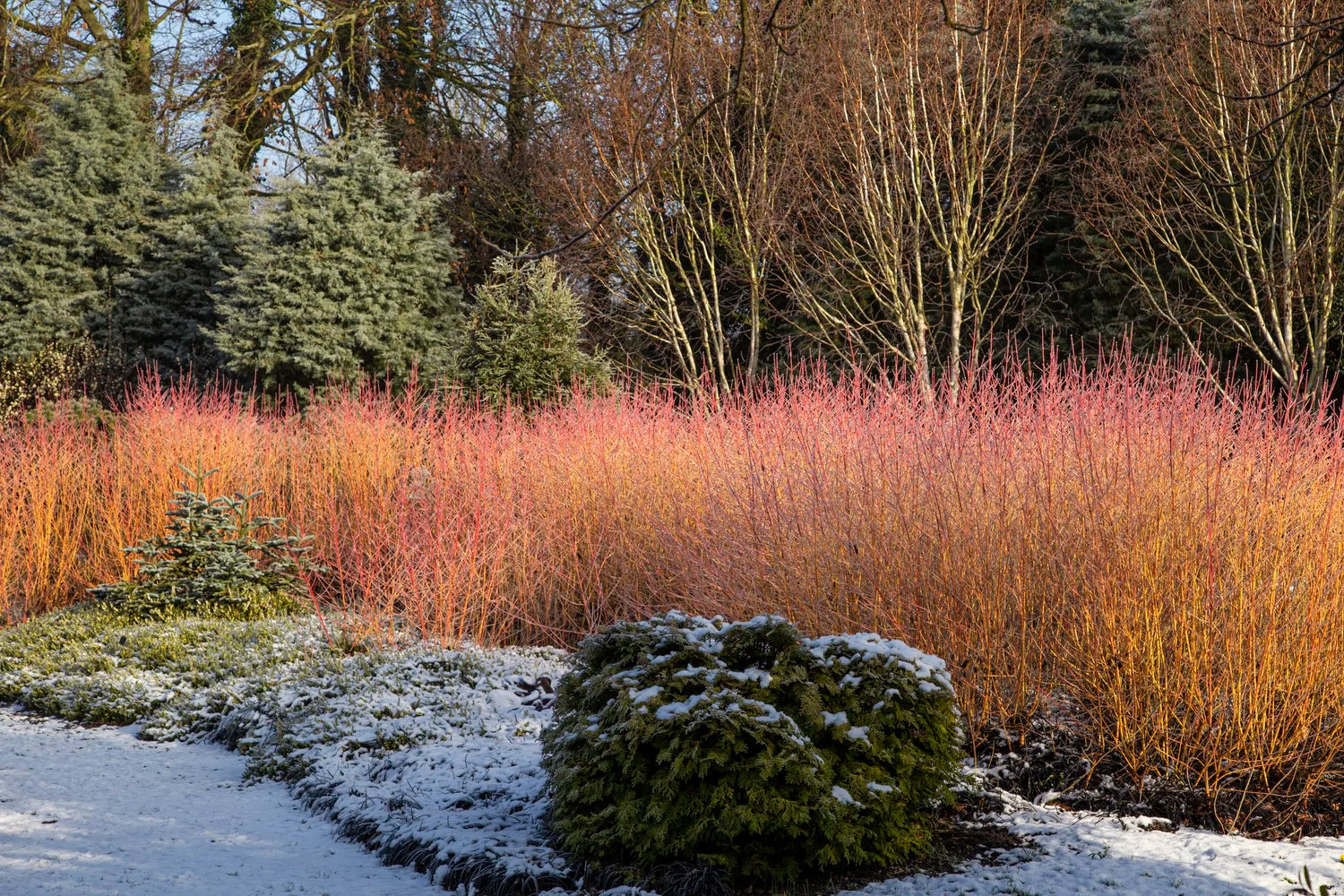 Sanger „Midwinter Fire” / Cornus sanguinea „Midwinter Fire”/