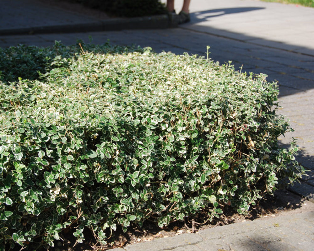 Salba japoneza „Emerald Gaiety” / Euonymus fortunei „Emerald Gaiety” /