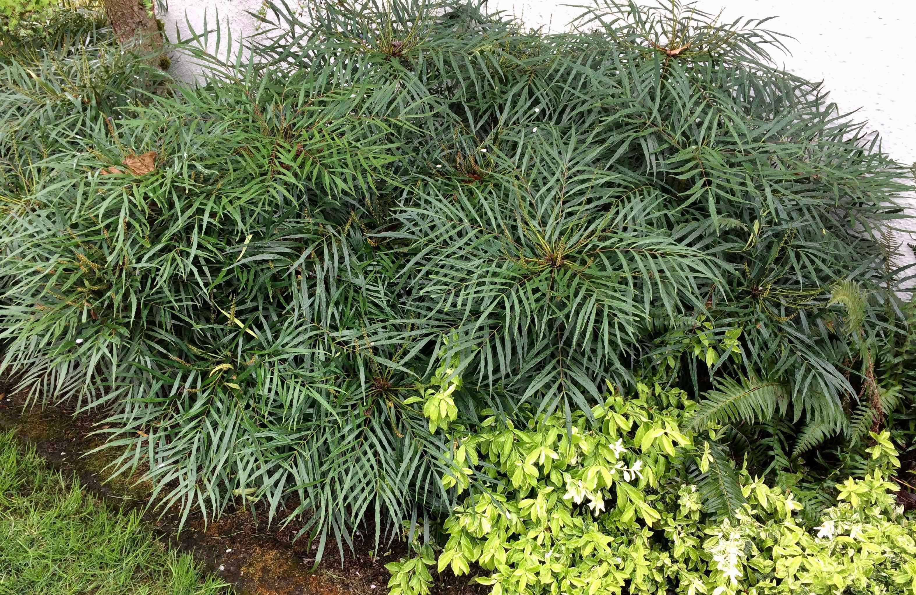 Mahonie "Soft Caress" 0.20 - 0.40 m / Mahonia eurybracteata "Soft Caress" / by gradina-noastra