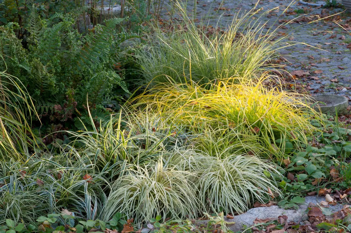 Carex morrowii "Vanilla Ice" 0.20 - 0.30 m by gradina-noastra
