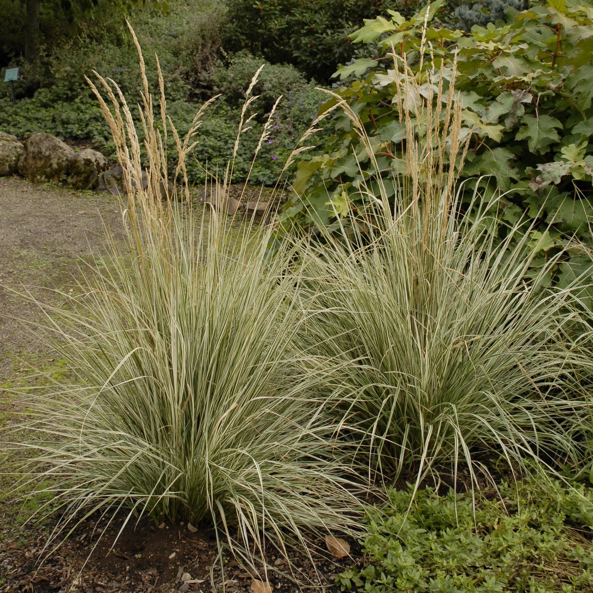 Calamangrostis „Overdam” / Calamangrostis acutiflora „Overdam” / - Gradina Noastra