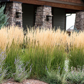 Calamagrostis acutiflora "Karl Foerster" 0.20 - 0.30 m by gradina-noastra