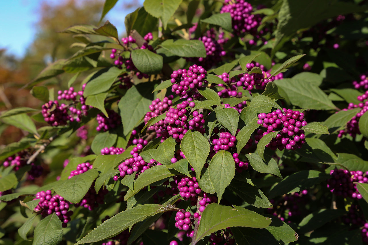 Calicarpa „Profusion” / Calicarpa bodinieri „Profusion”/ - Gradina Noastra