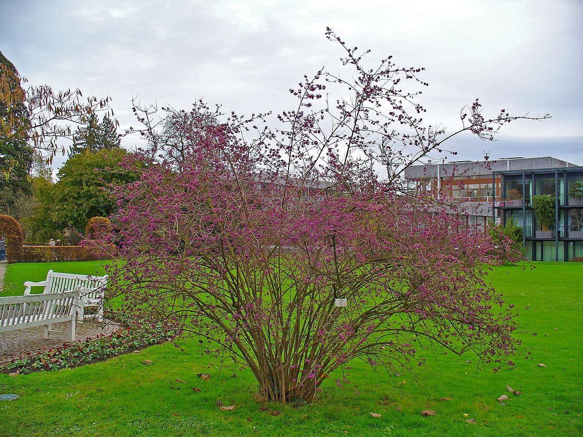 Calicarpa „Profusion” / Calicarpa bodinieri „Profusion”/ - Gradina Noastra