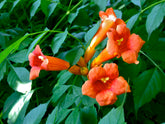 Luleaua turcului 0.60 m / Campsis radicans mix / by gradina-noastra