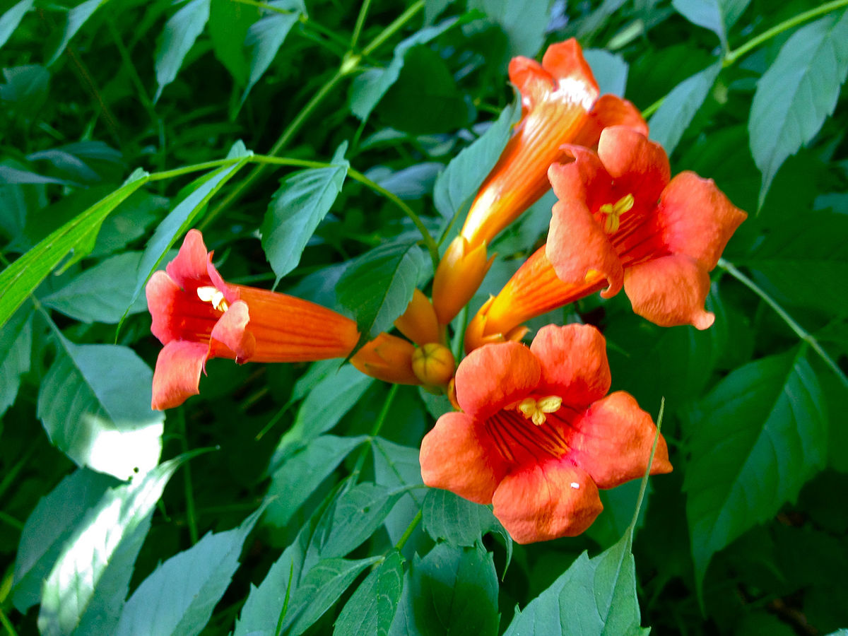 Luleaua turcului 0.60 m / Campsis radicans mix / by gradina-noastra