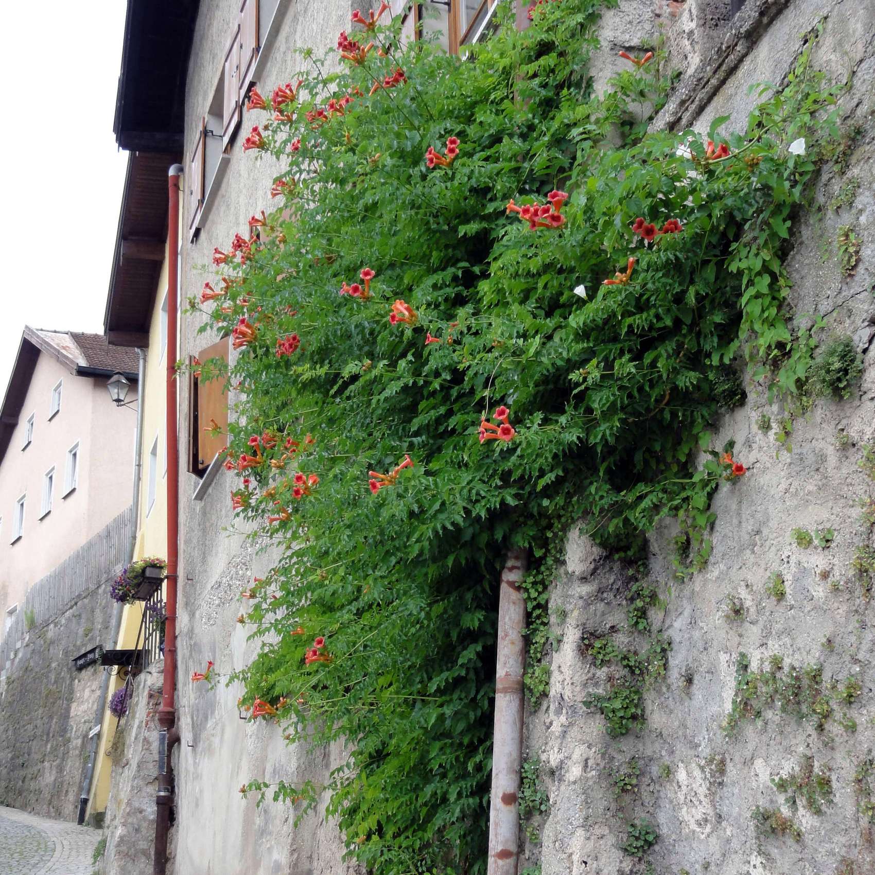Luleaua turcului 0.60 m / Campsis radicans mix / by gradina-noastra
