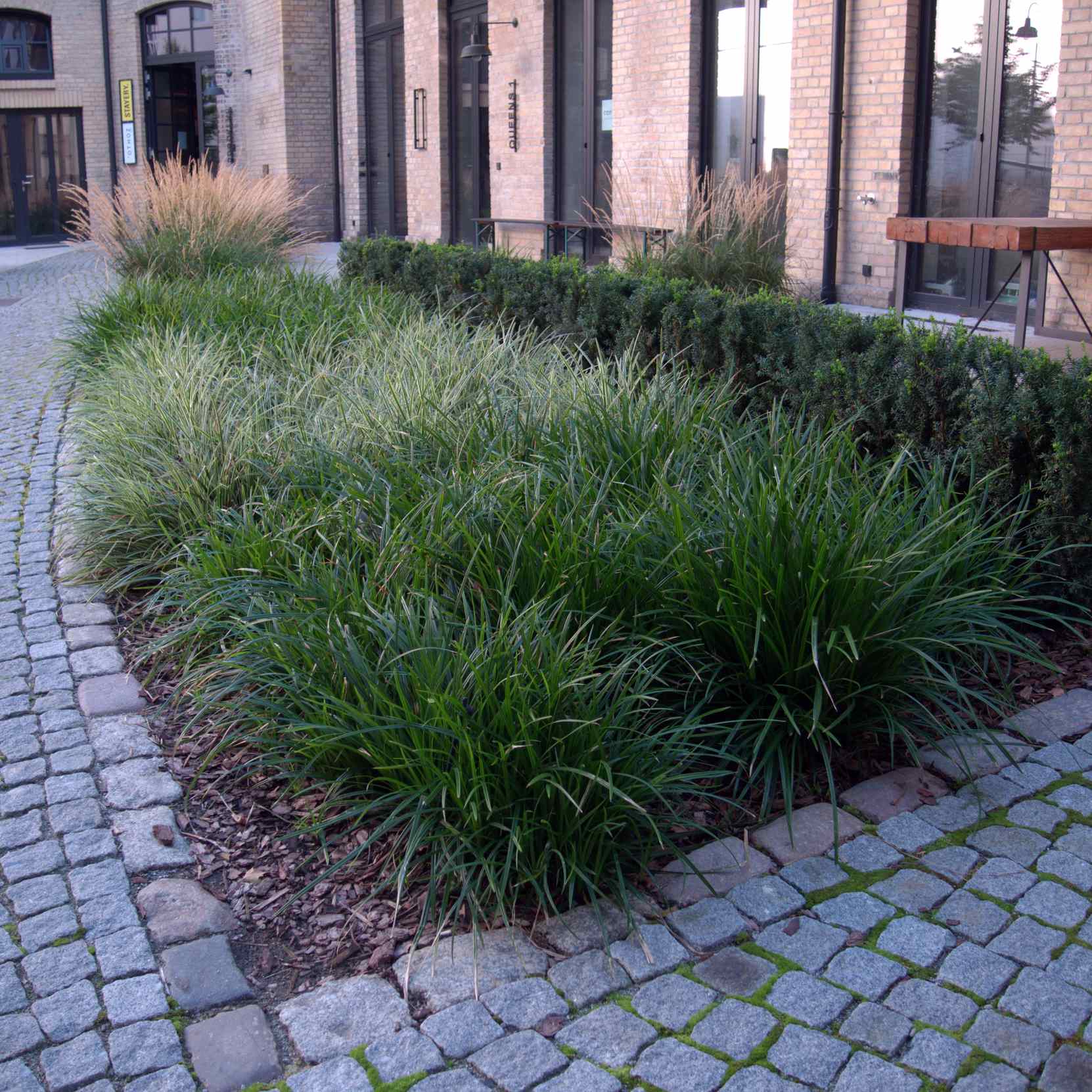 Carex morrowii "Irish green" 0.20 - 0.30 m by gradina-noastra
